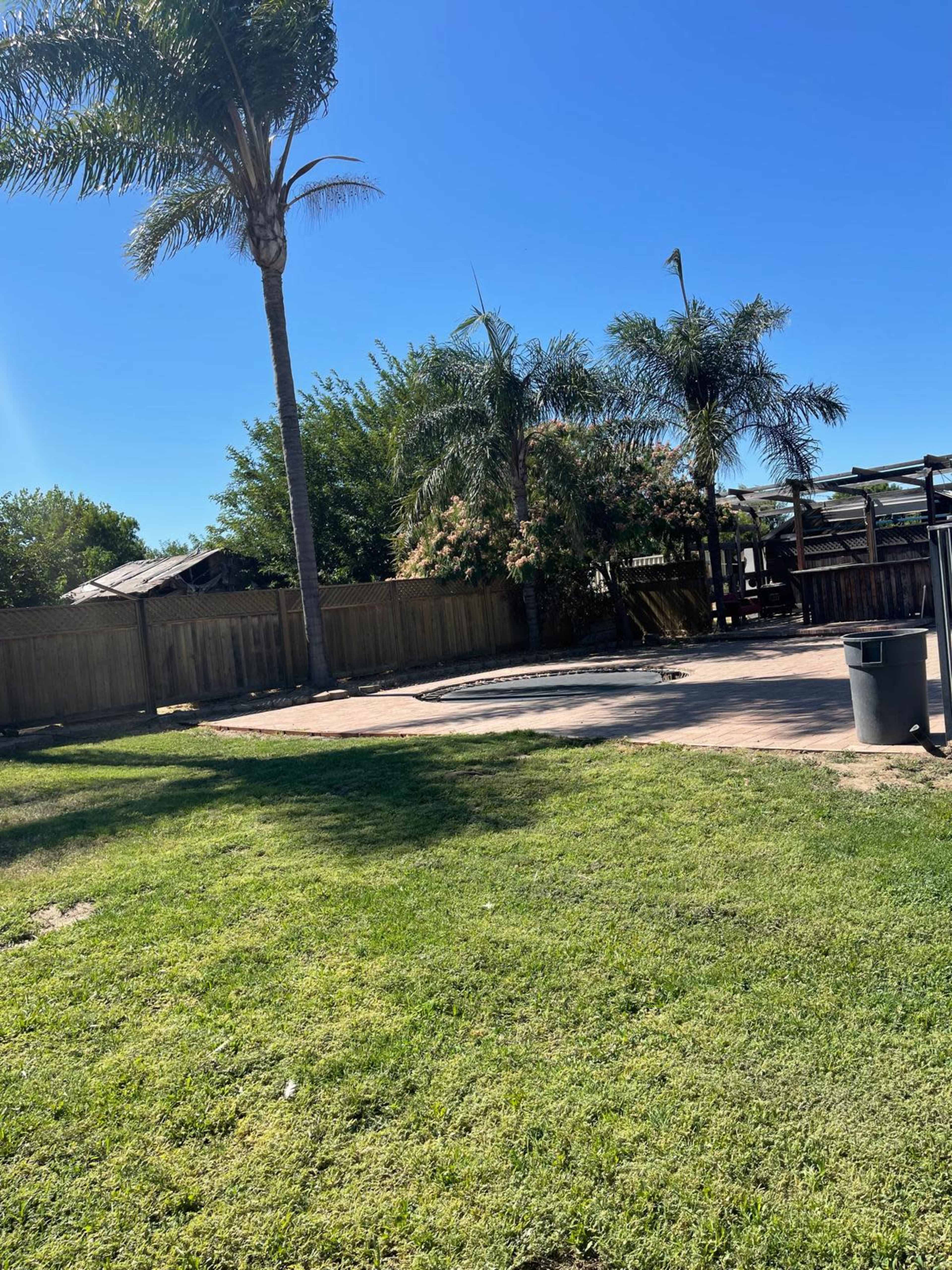A backyard with a grassy area, a trampoline, and several tall palm trees under a clear blue sky.