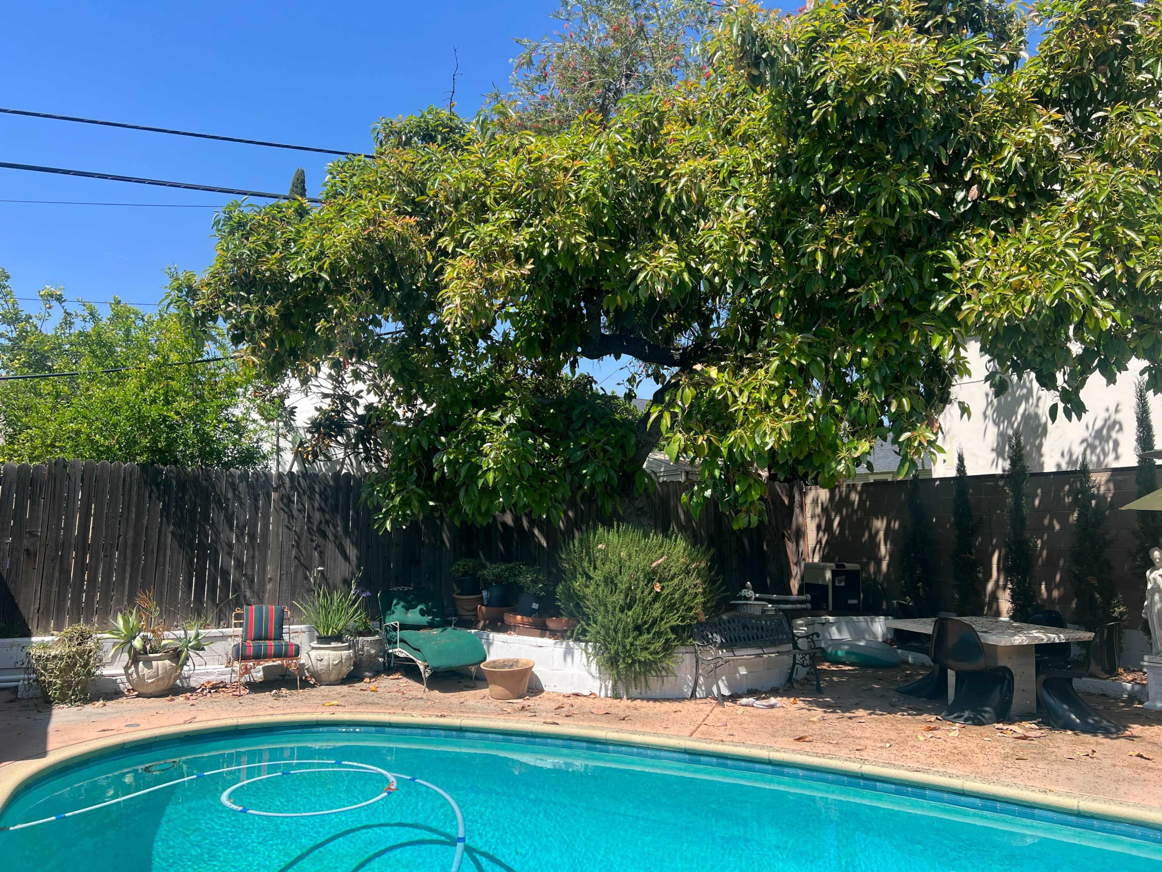A swimming pool surrounded by plants and outdoor furniture is located in a backyard with a large tree and a wooden fence in the background.