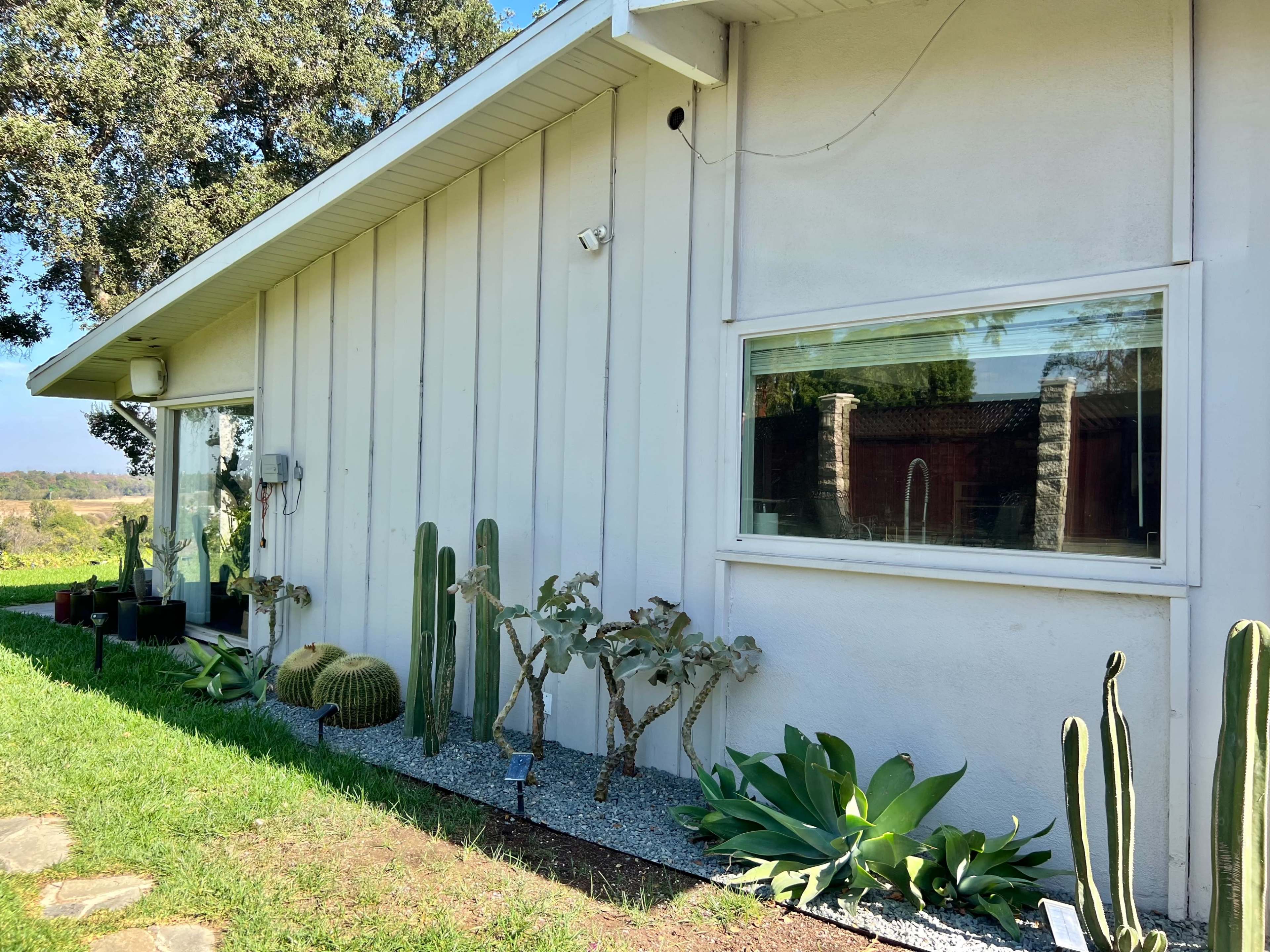 A modern house with large windows is flanked by various cacti and succulents in a landscaped garden.