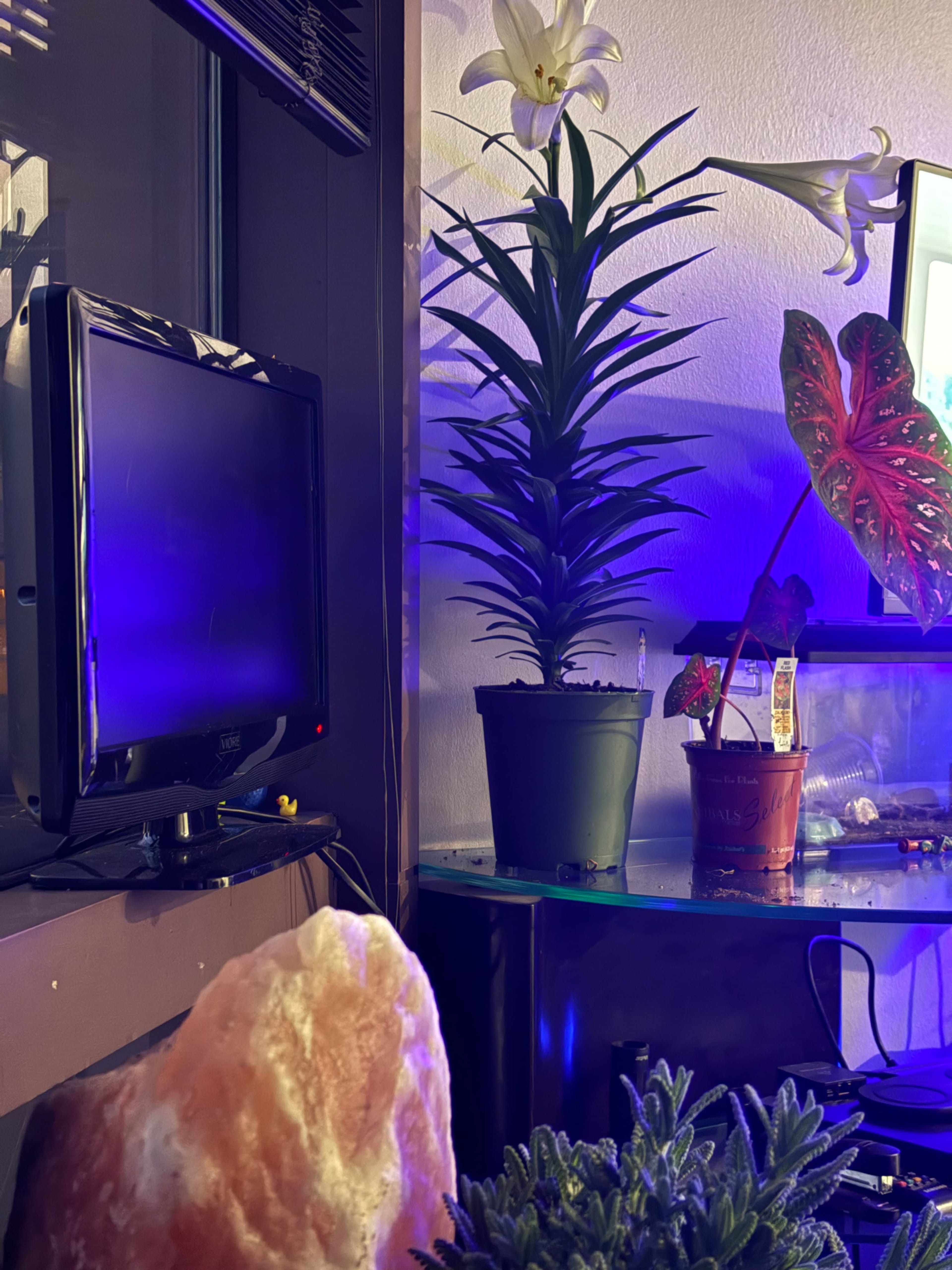 The image shows a small television on a stand beside two potted plants, one tall and leafy, and another with large, colorful leaves, with a piece of crystal rock in the foreground.