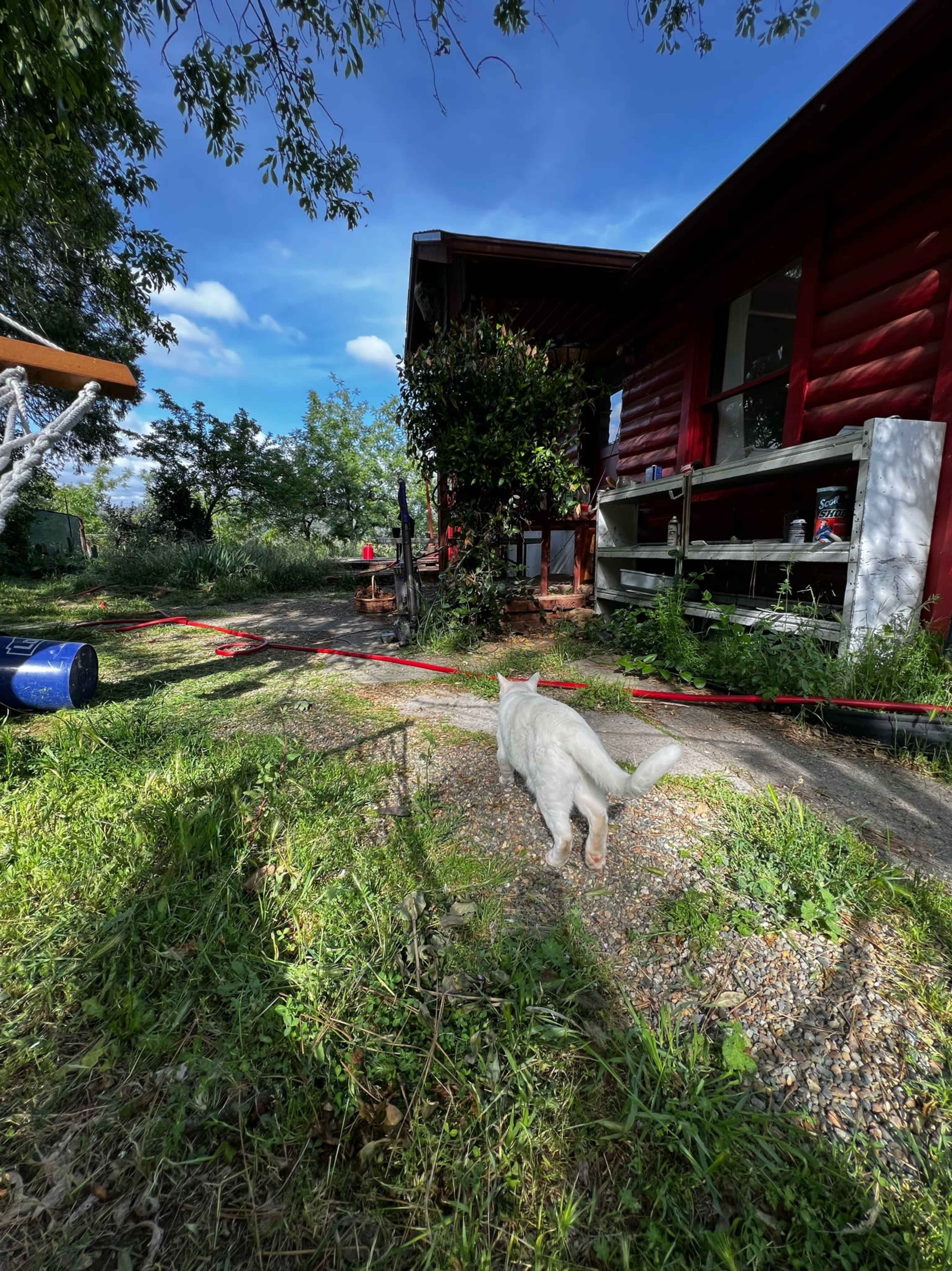 A white cat walks along a gravel path in front of a red house surrounded by greenery.