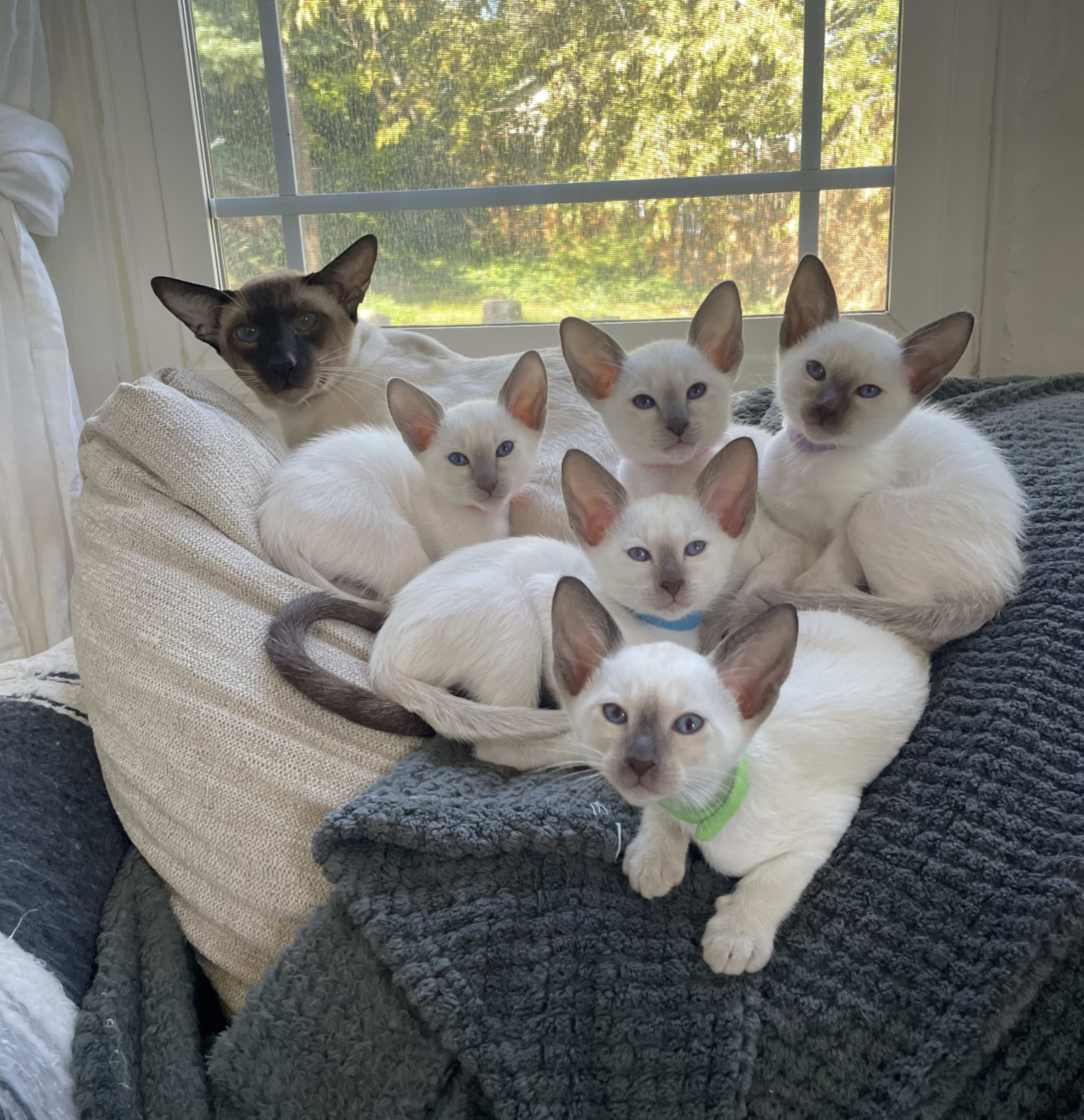 A Siamese cat sits among six kittens on a couch near a window with natural light.