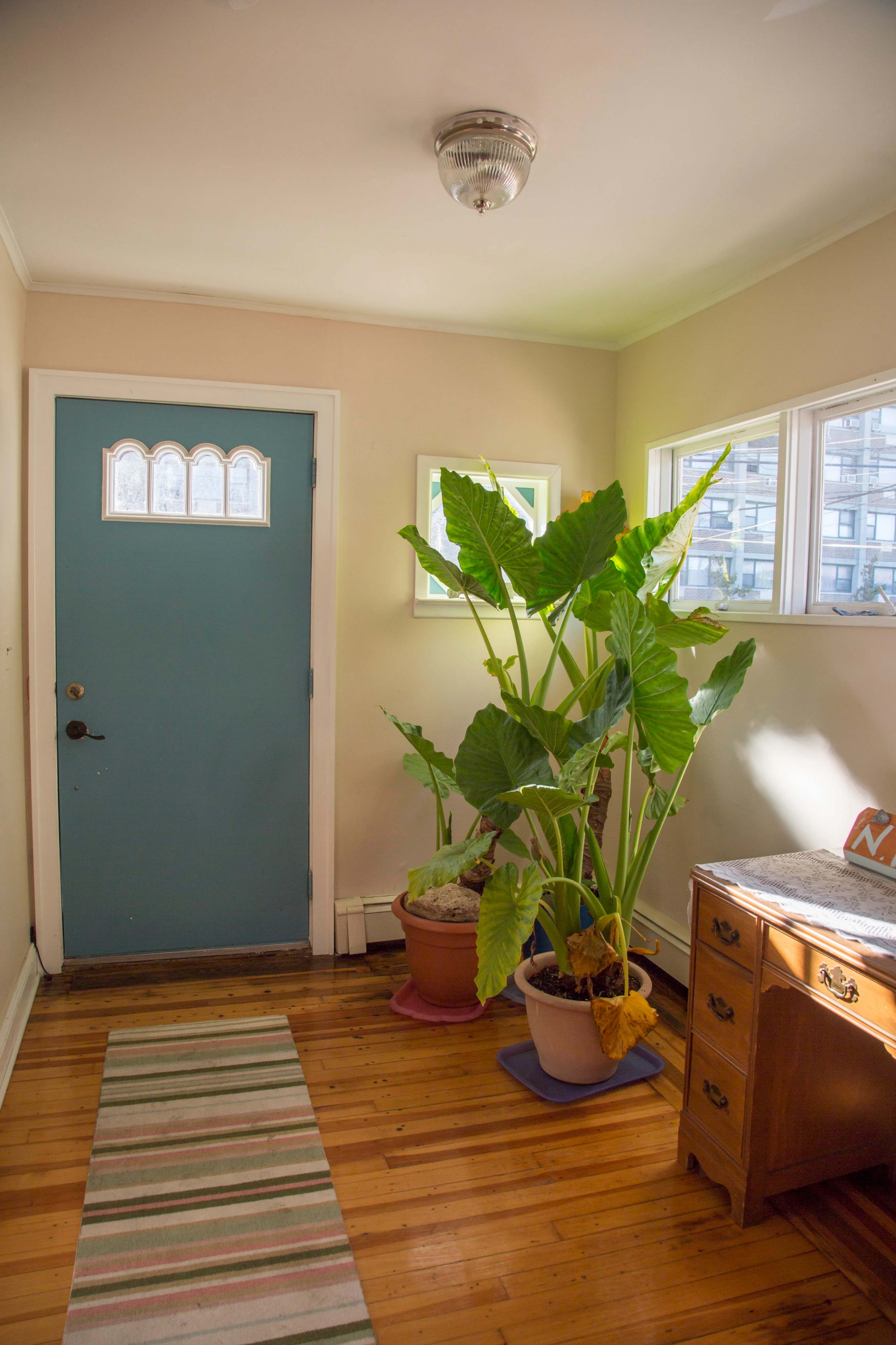 A light-filled entryway features a blue door, several windows, a striped rug, a large potted plant, and a wooden dresser.