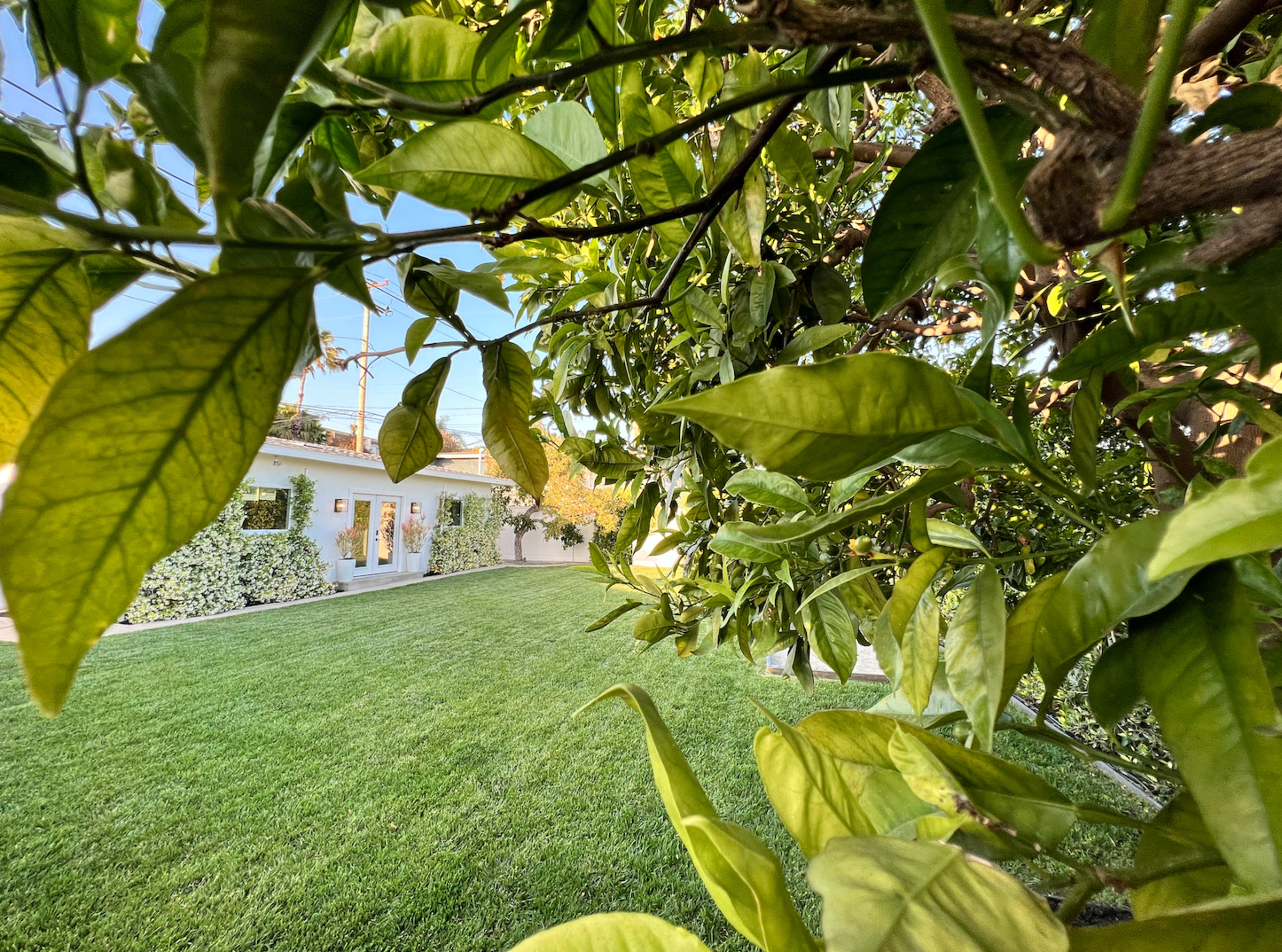 A view of a grassy yard framed by green leaves with a white building in the background.