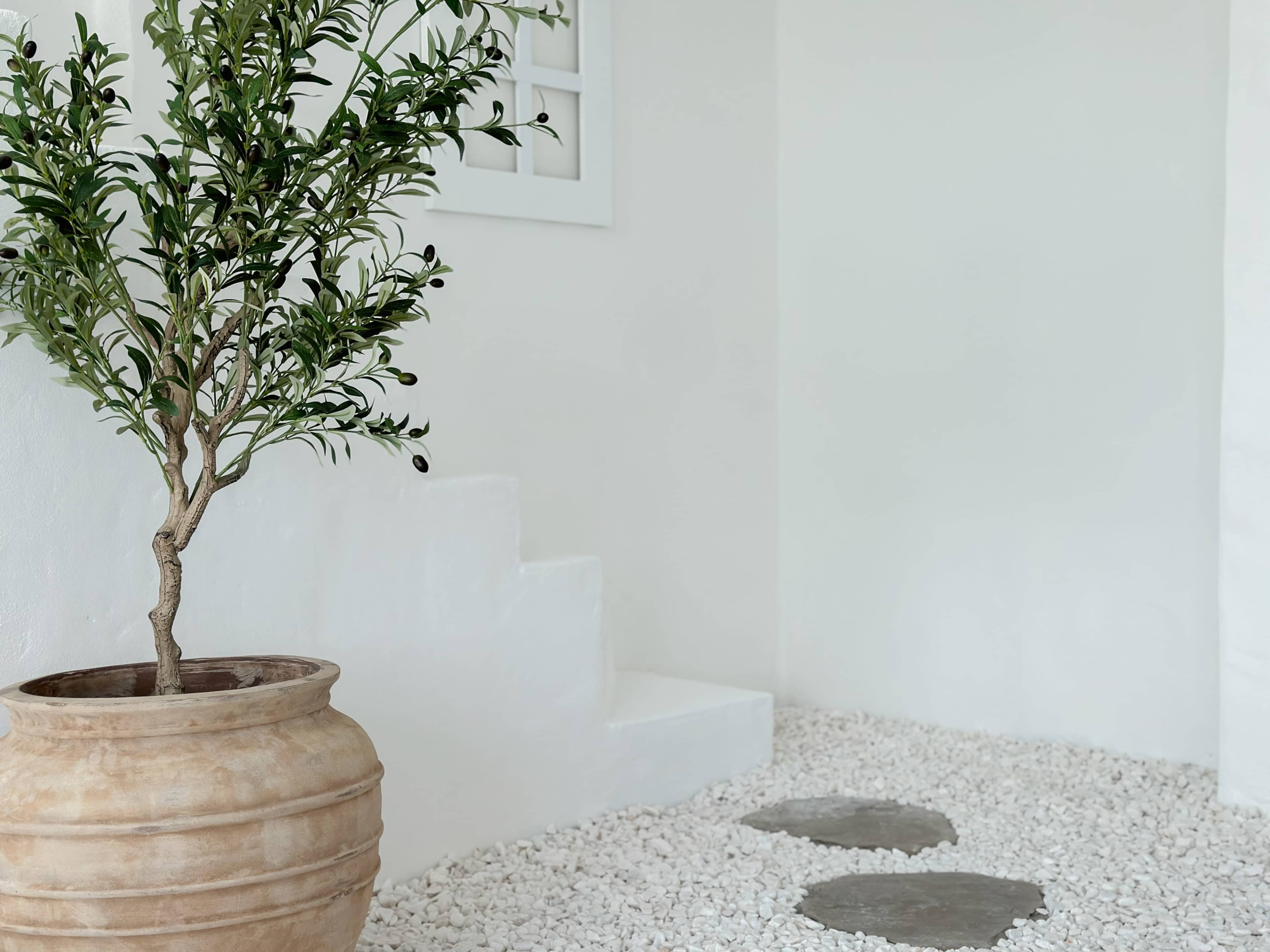 A potted olive tree stands beside a set of white steps on a gravel surface.