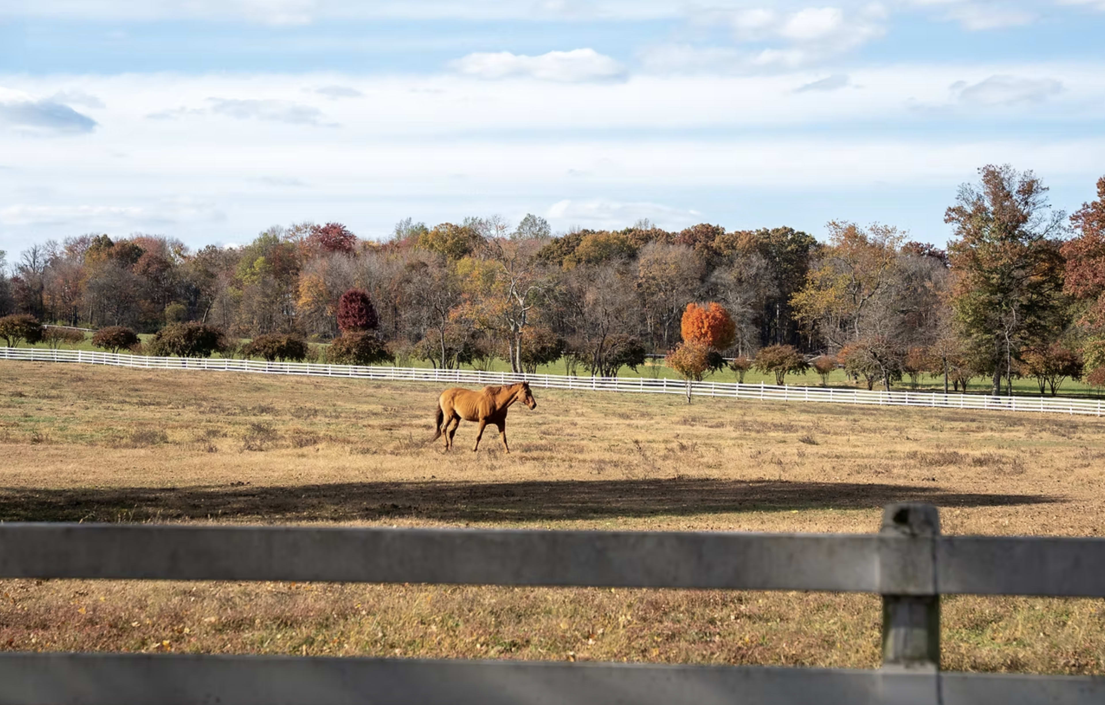 A brown horse grazes in a vast field surrounded by trees displaying autumn foliage and a white fence in the foreground.