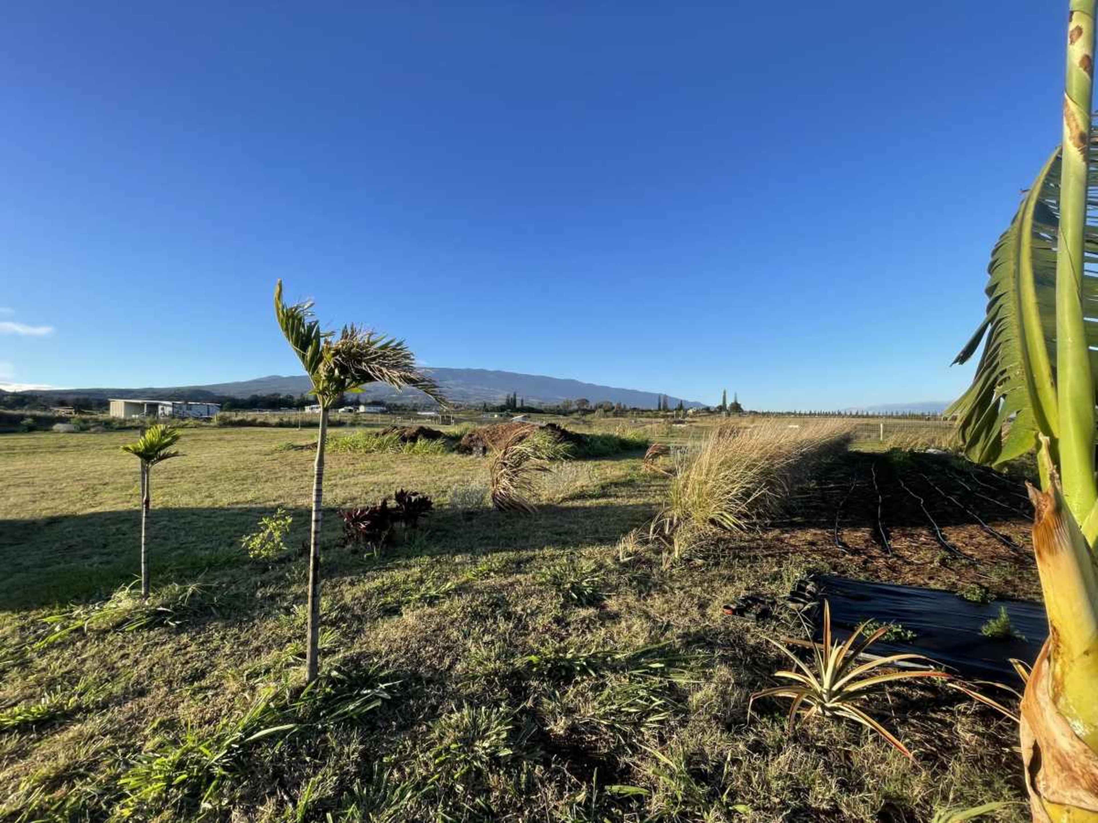 The image depicts a grassy landscape with palm trees, distant mountains, and rows of plants under a clear blue sky.