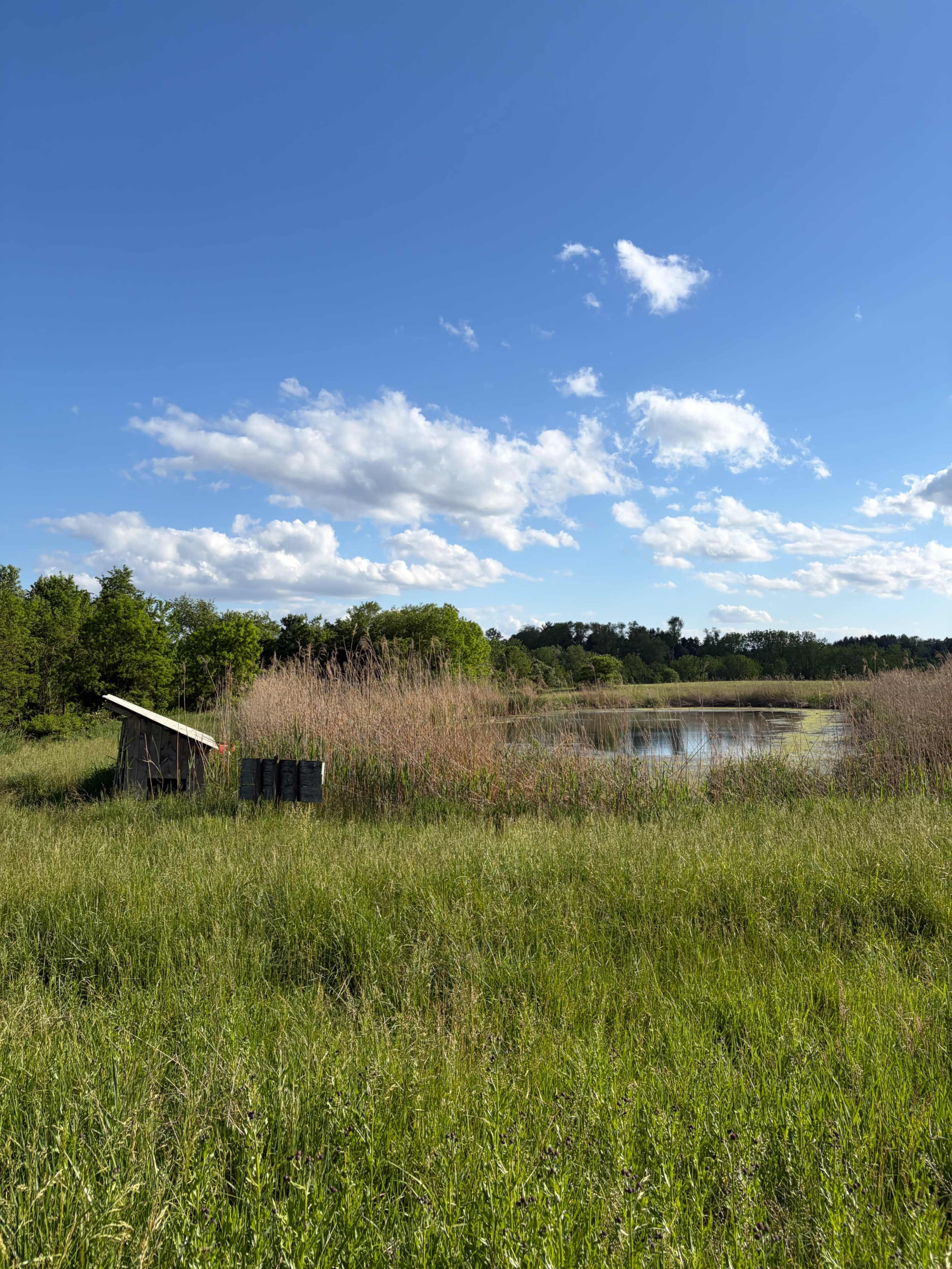 A small wooden structure stands near a pond surrounded by tall grass and reeds under a blue sky with scattered clouds.