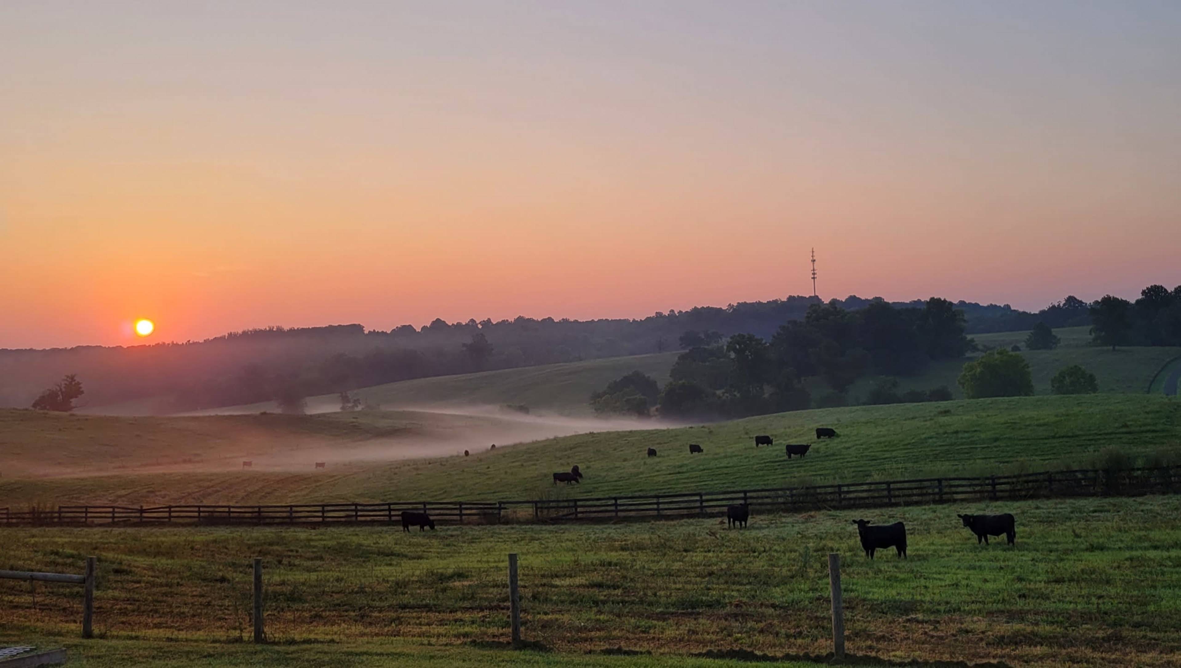 The image shows a rural landscape at sunrise, with black cattle grazing on mist-covered fields and a distant communication tower amid rolling hills.