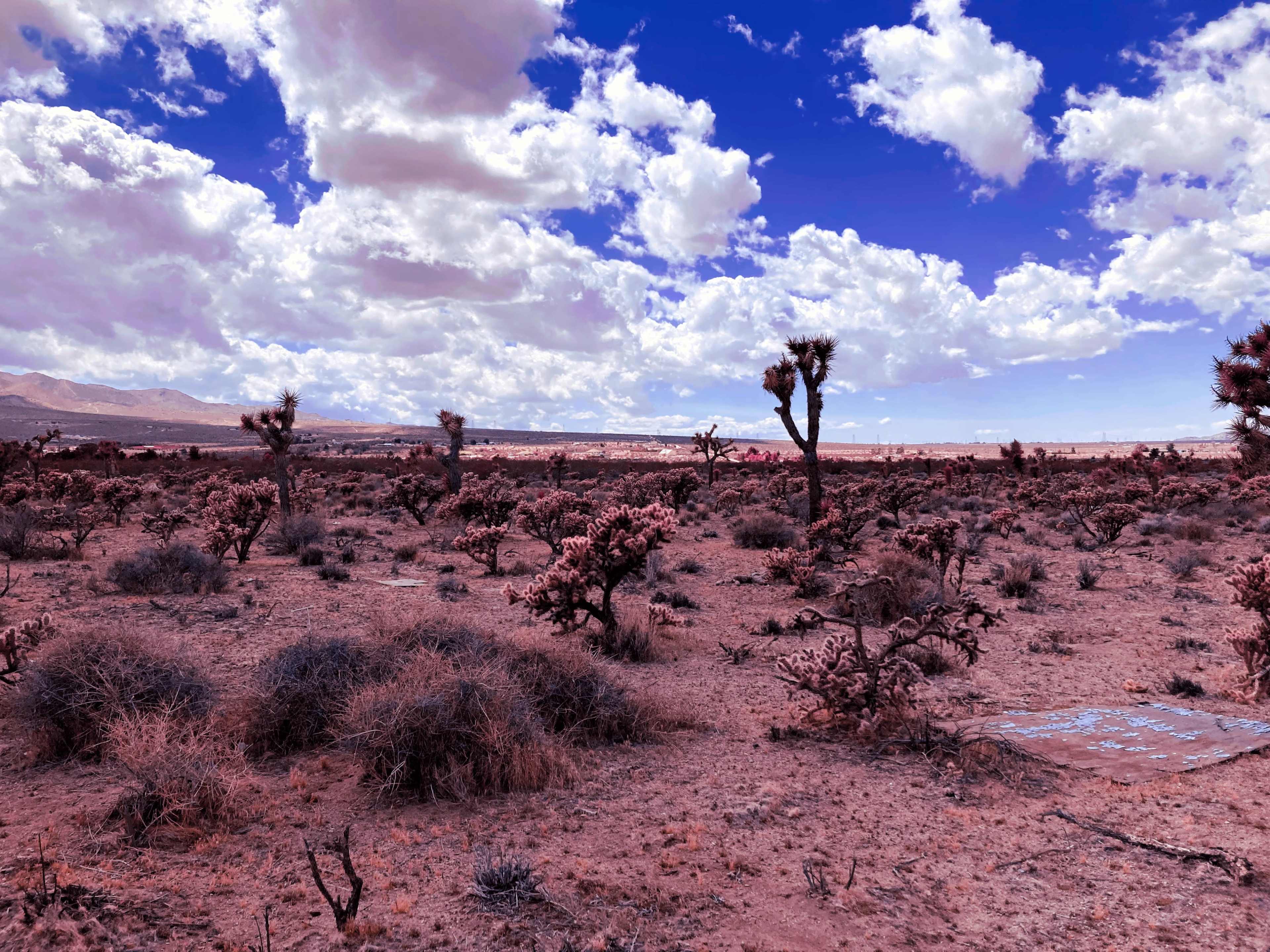 The image shows a desert landscape with sparse vegetation, including Joshua trees and low shrubs, under a blue sky filled with white clouds.