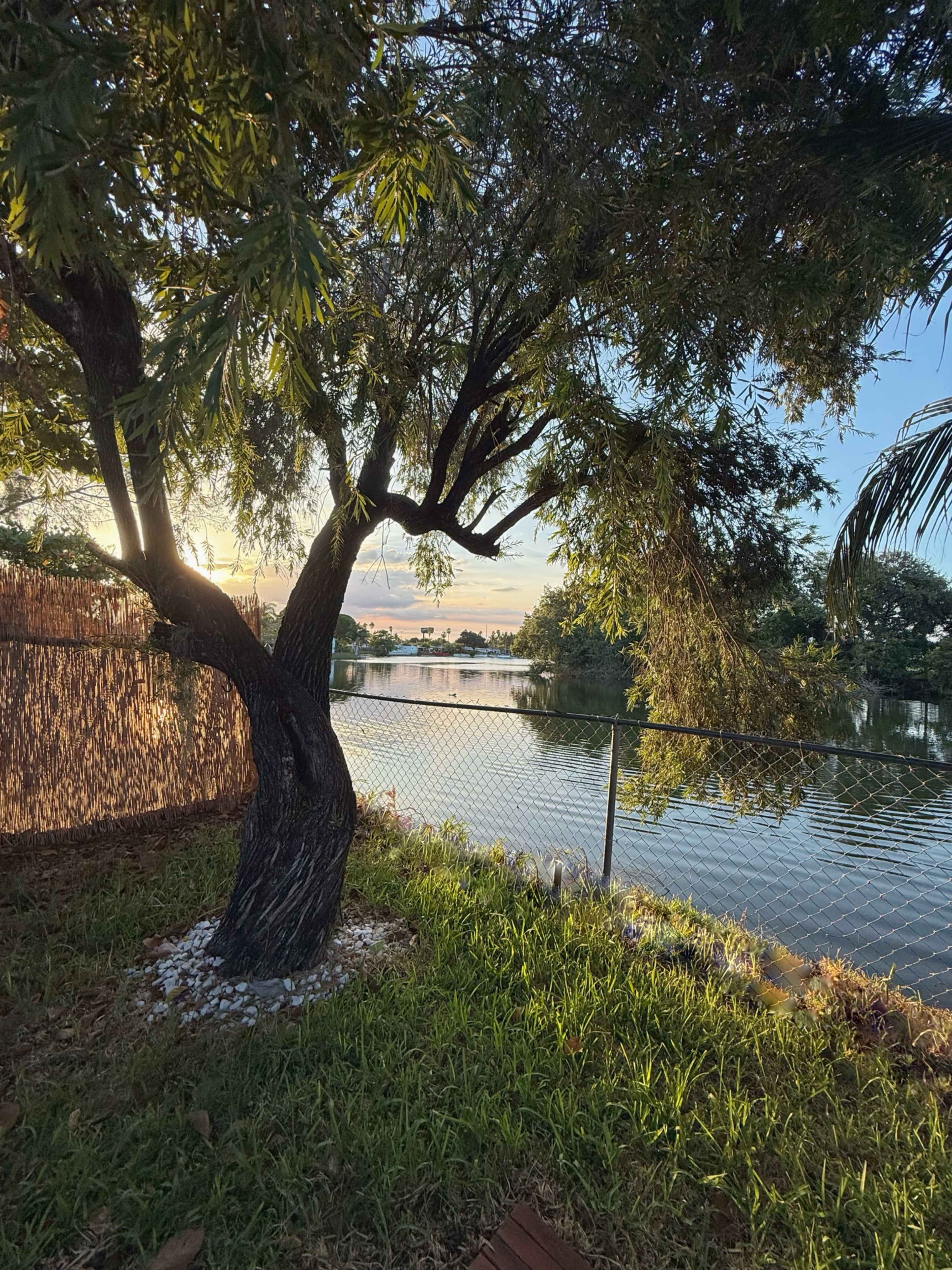 A tree stands by a lake with a sunset reflecting on the water, surrounded by grass and a fence.