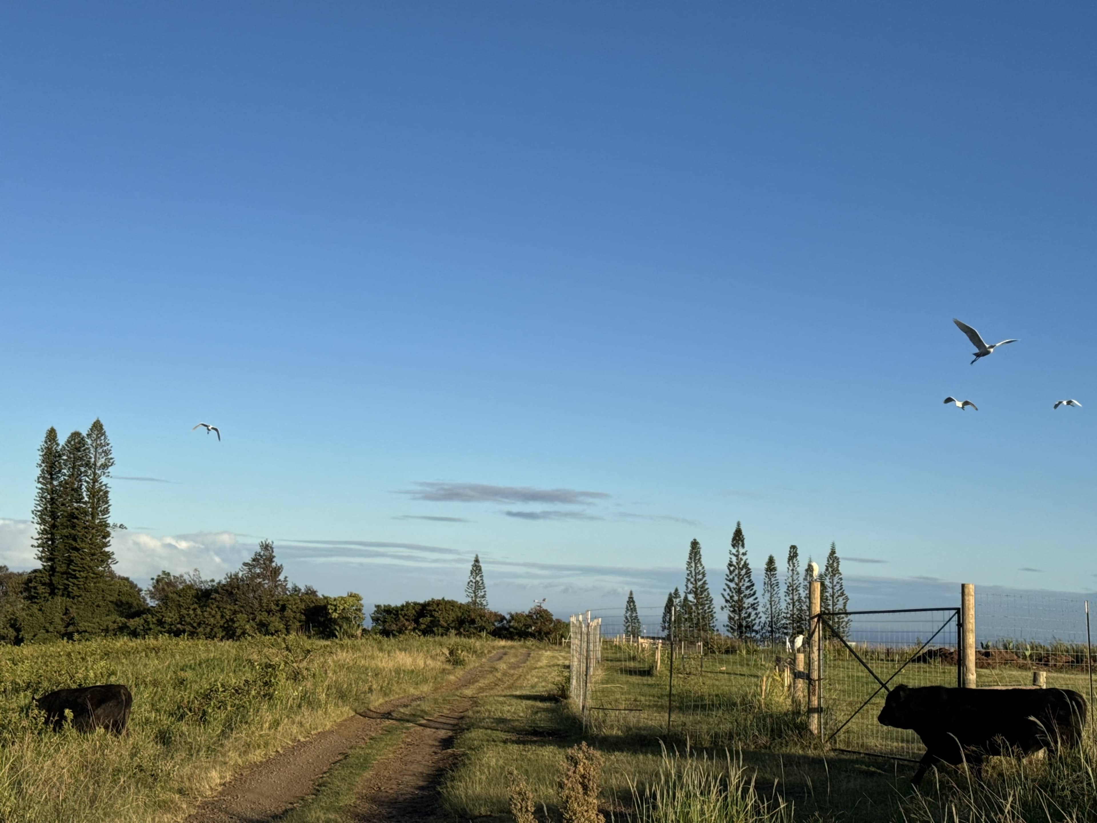A dirt road lined with a fence runs through a field with two cows grazing, while birds fly above against a clear blue sky.