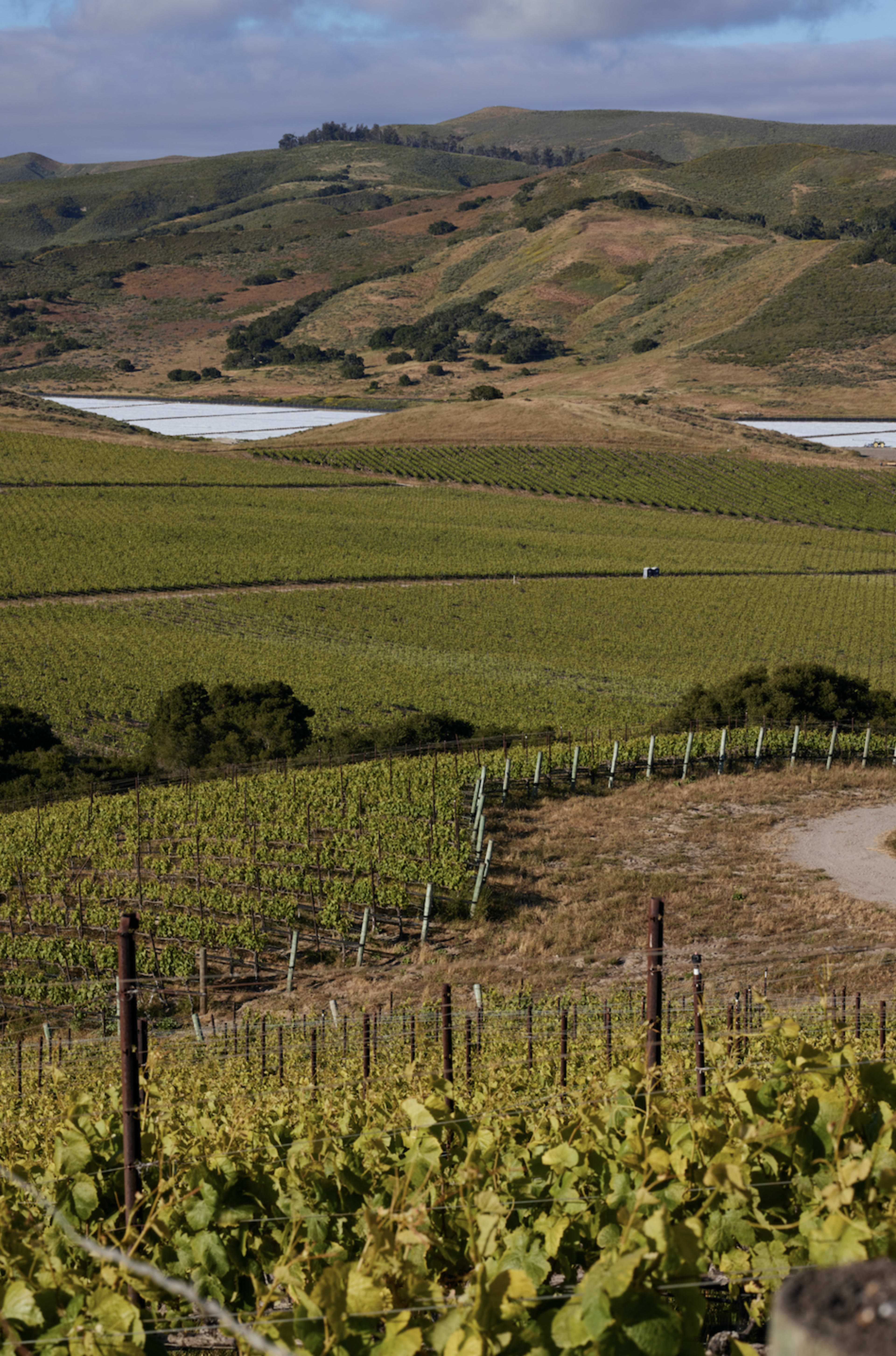 100-Acre Vineyard with Rustic Ranch Backdrops Image in , Lompoc, CA