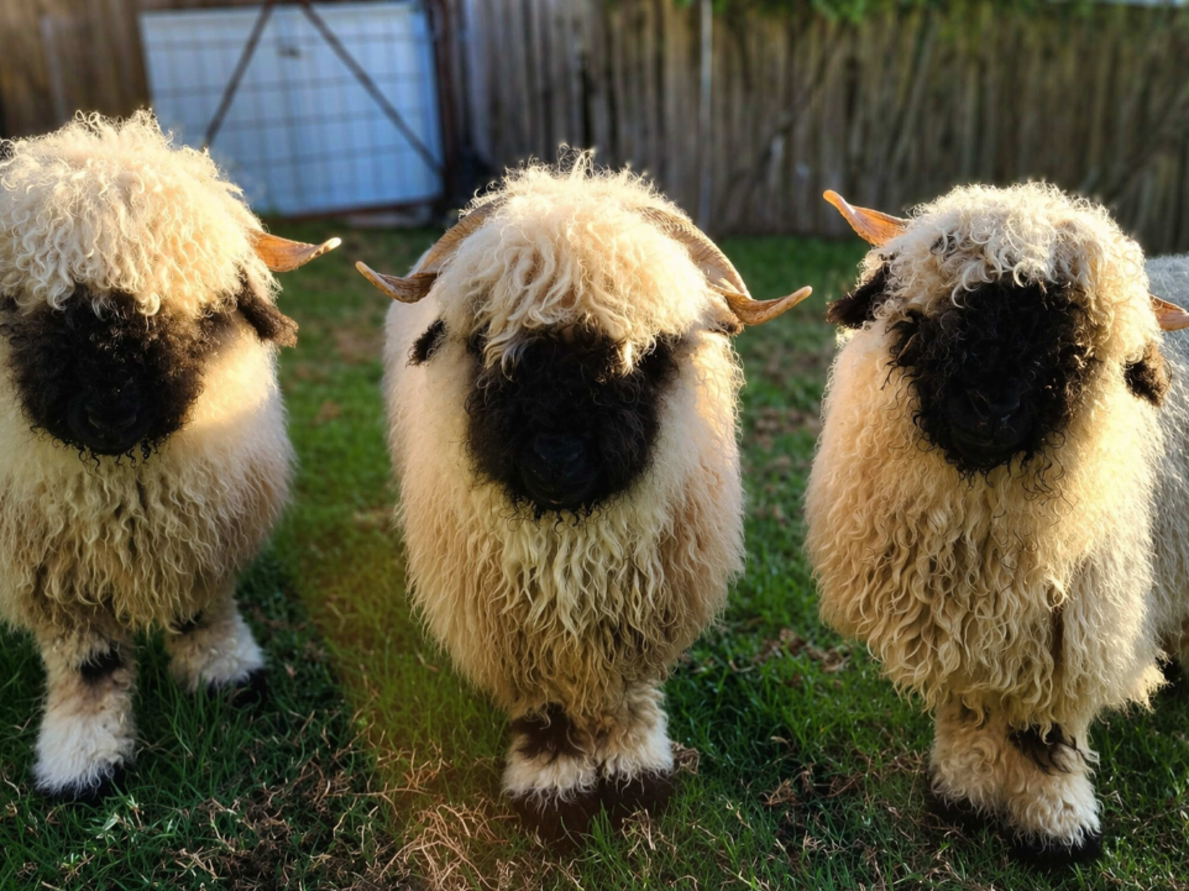 Sheep petting 