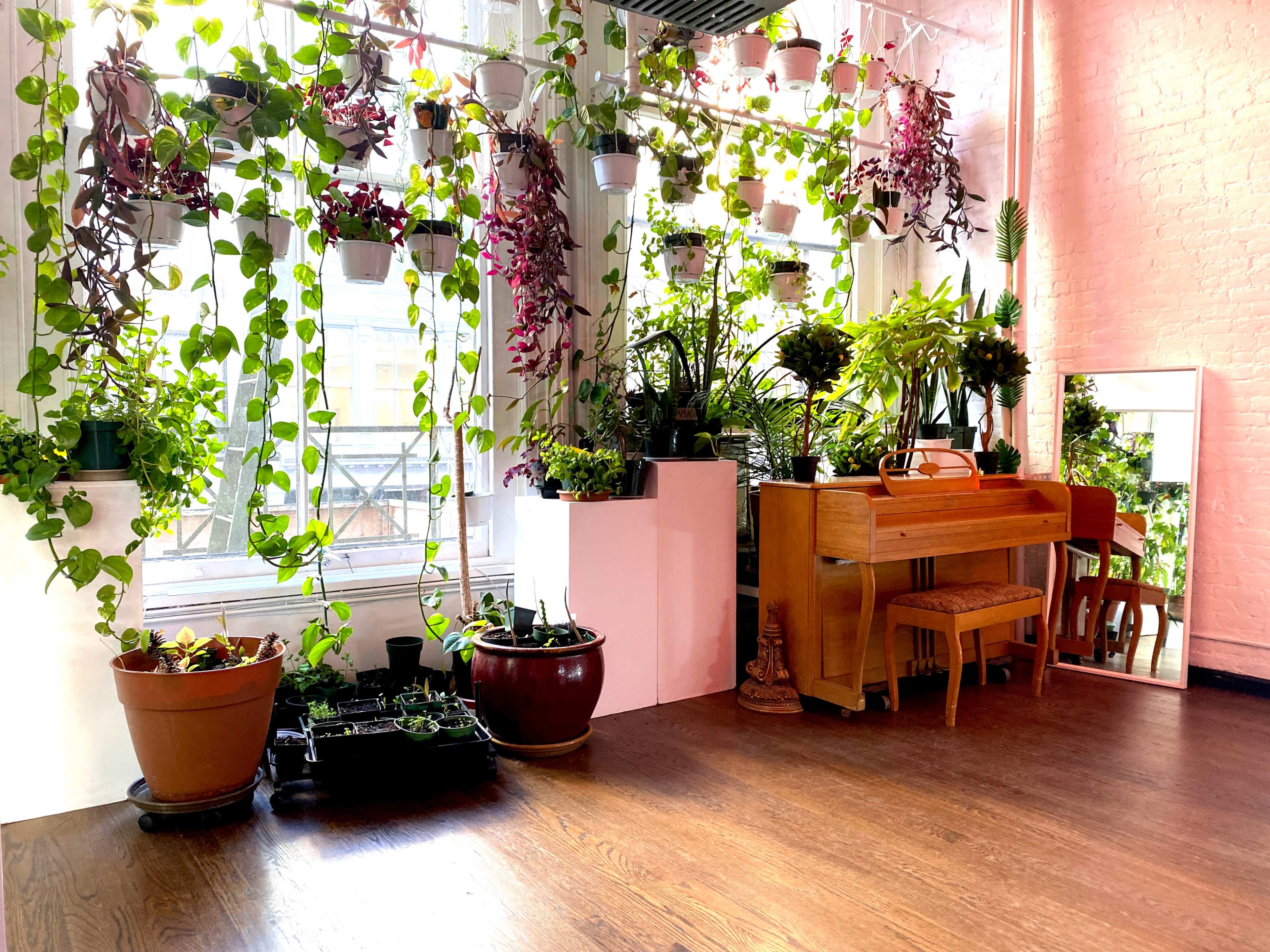 A sunlit room filled with various potted plants hangs from the ceiling and lines the floor, accompanied by a wooden piano and a large mirror.