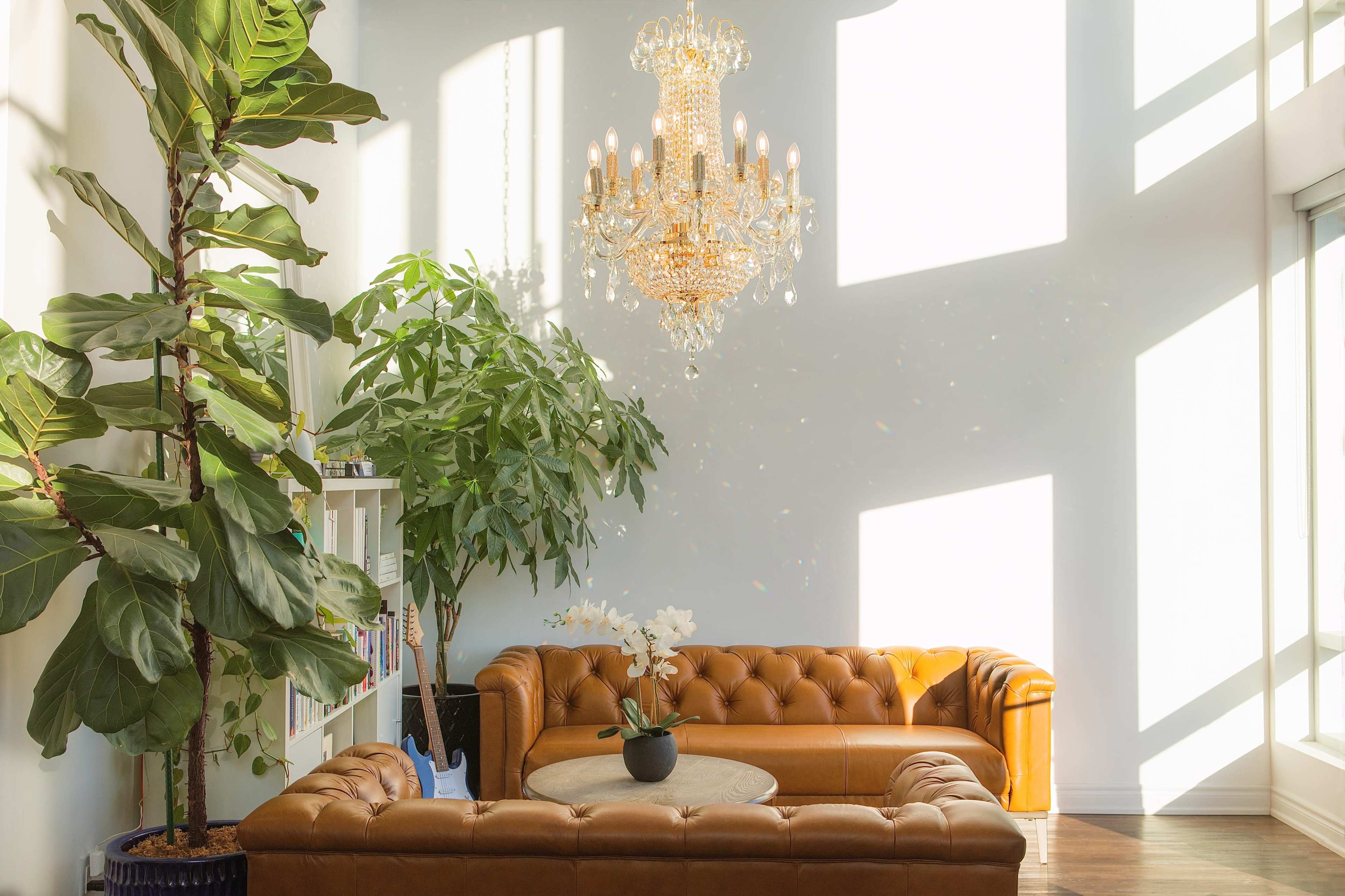 A bright living room features a leather tufted sofa, a round table, a large plant, and a chandelier, with sunlight streaming through large windows.