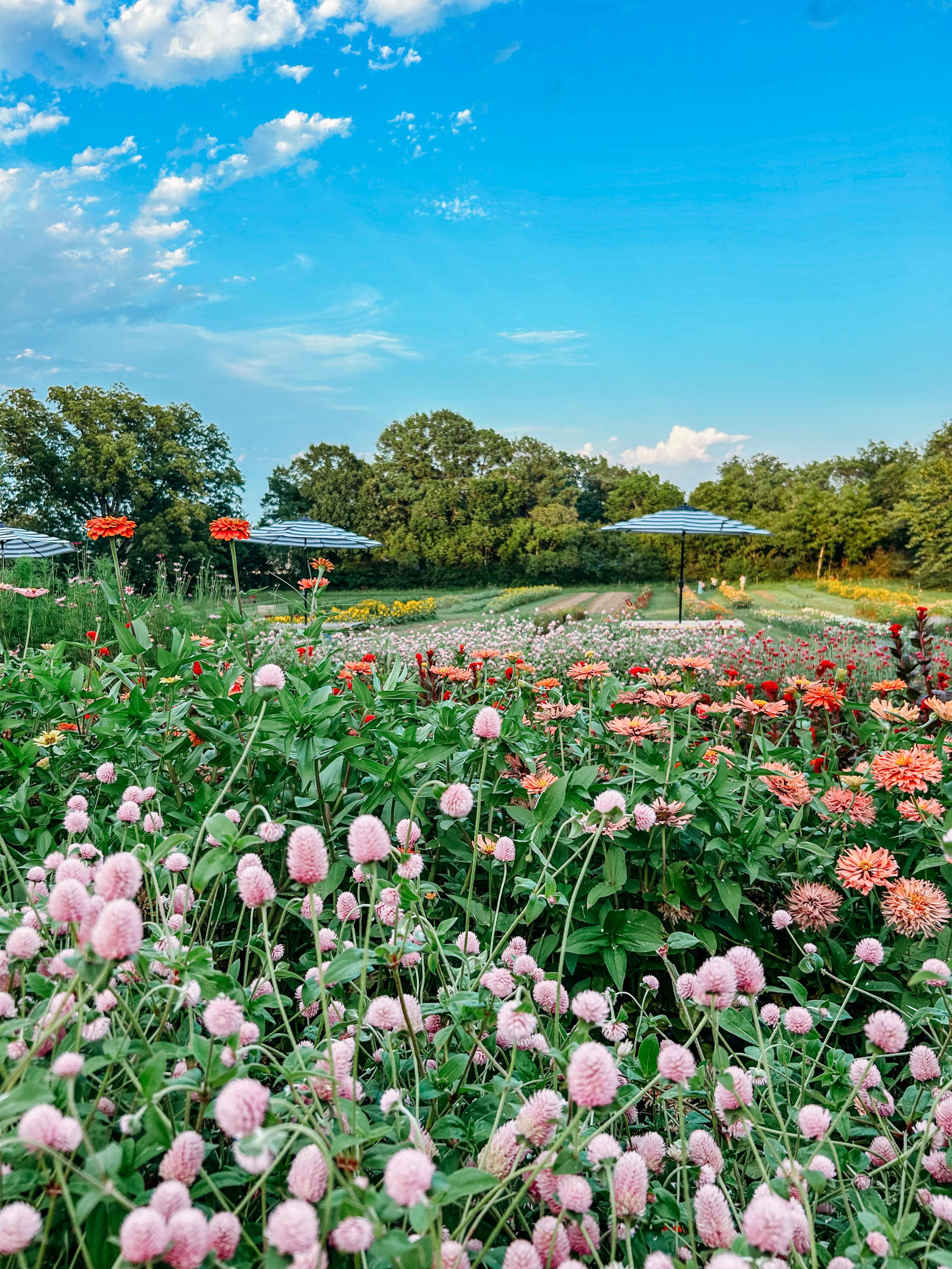 A colorful field of flowers, including pink, red, and orange blooms, stretches under a blue sky with scattered clouds, framed by trees and umbrellas in the background.