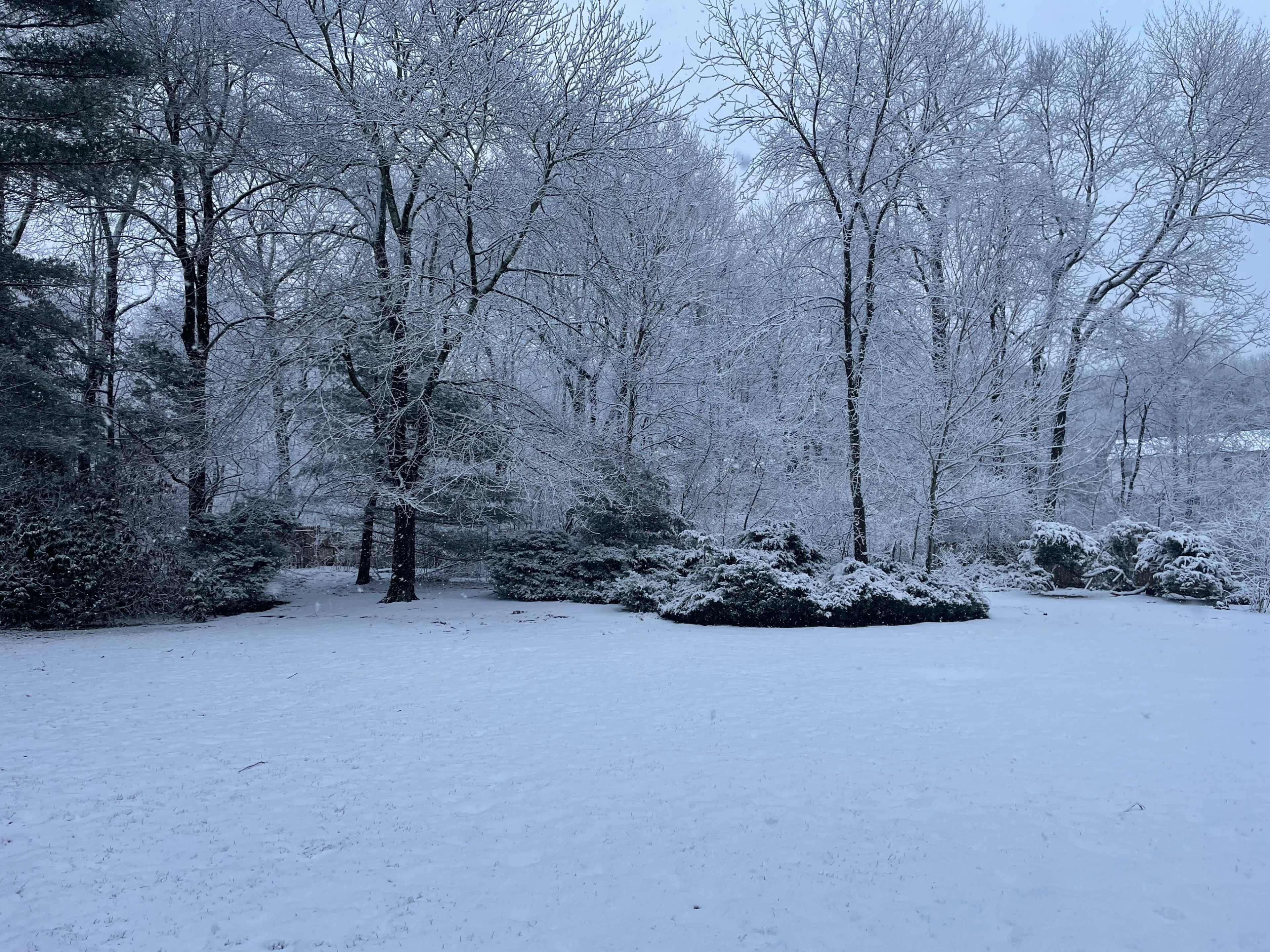 A snowy landscape features trees covered in white frost, with a blanket of snow covering the ground.