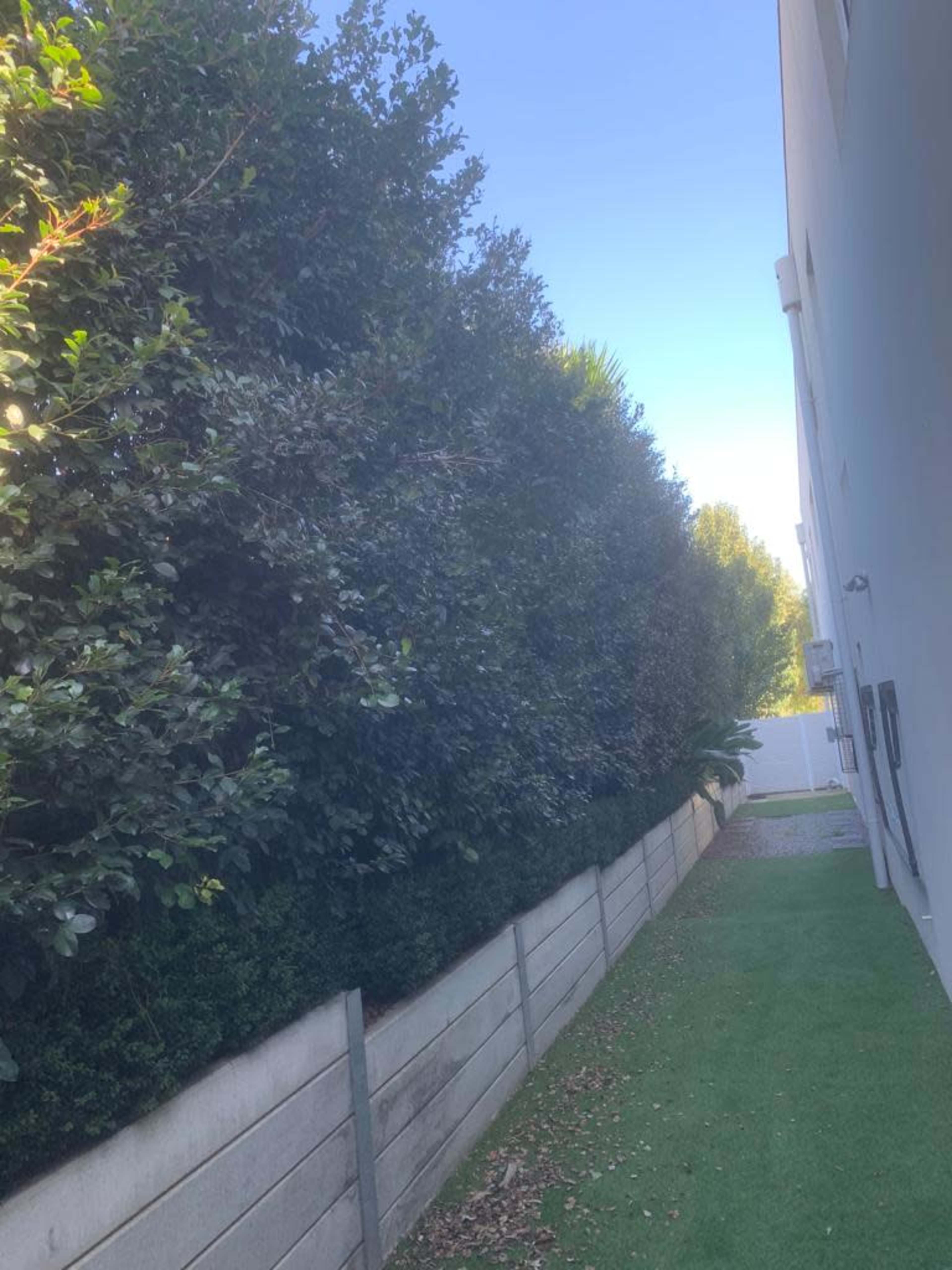 The image shows a narrow pathway lined with tall hedges on one side and a white wall on the other, under a clear blue sky.