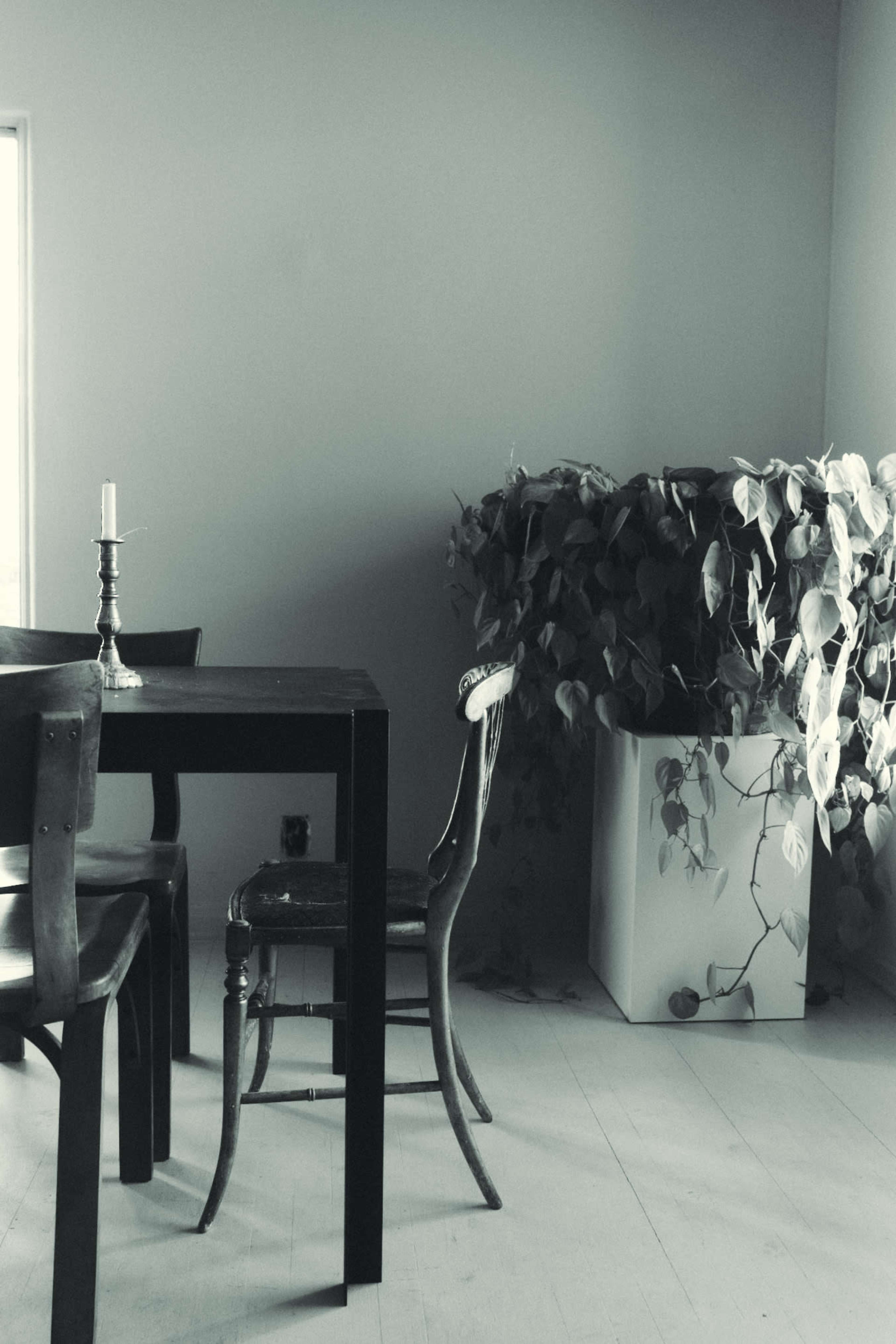 A wooden table with four chairs sits in a minimalistic room beside a large plant in a pot.