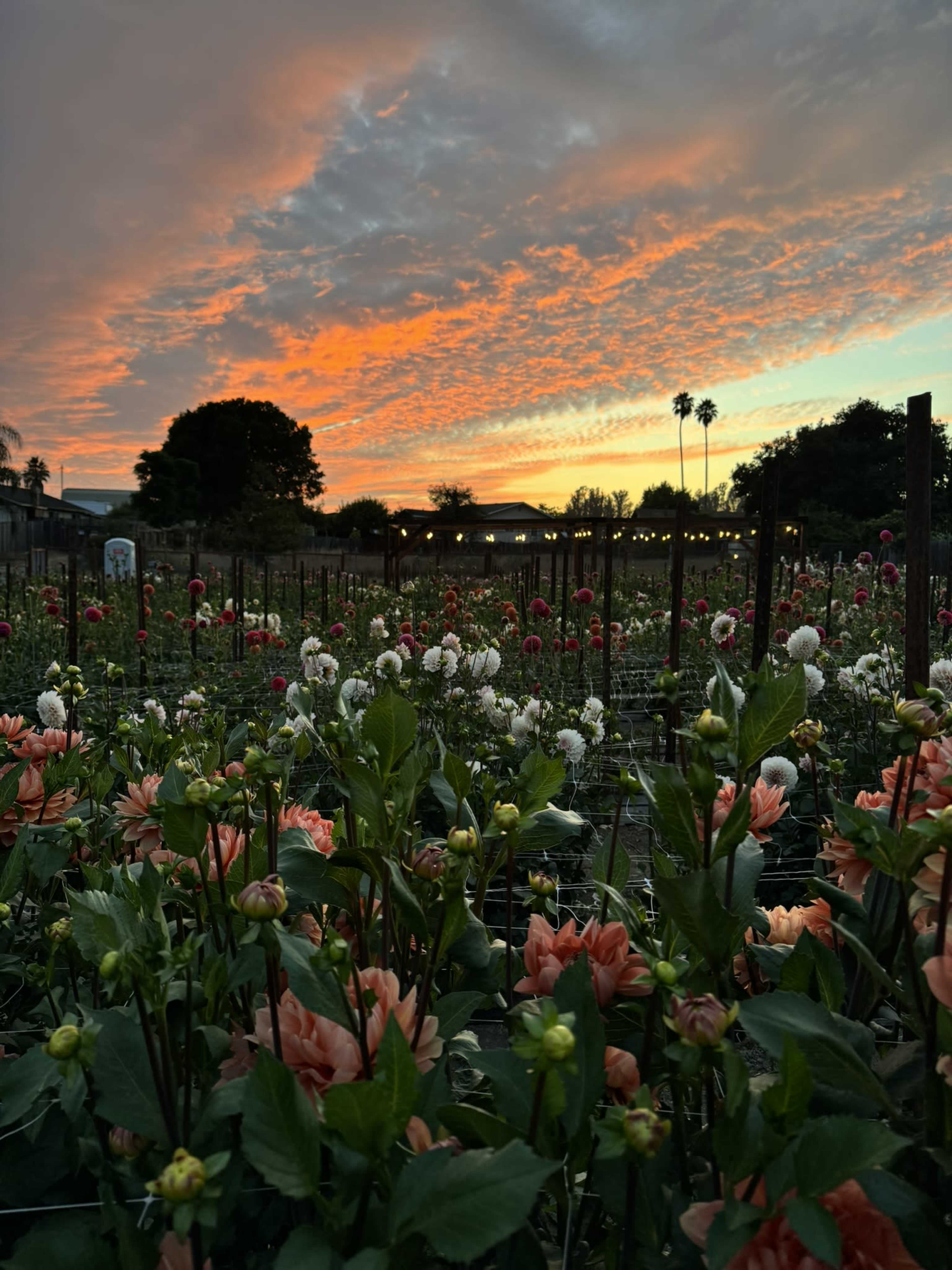 Intimate and Rustic Space in a Gorgeous Dahlia Field Image in Interlaken, Watsonville, CA