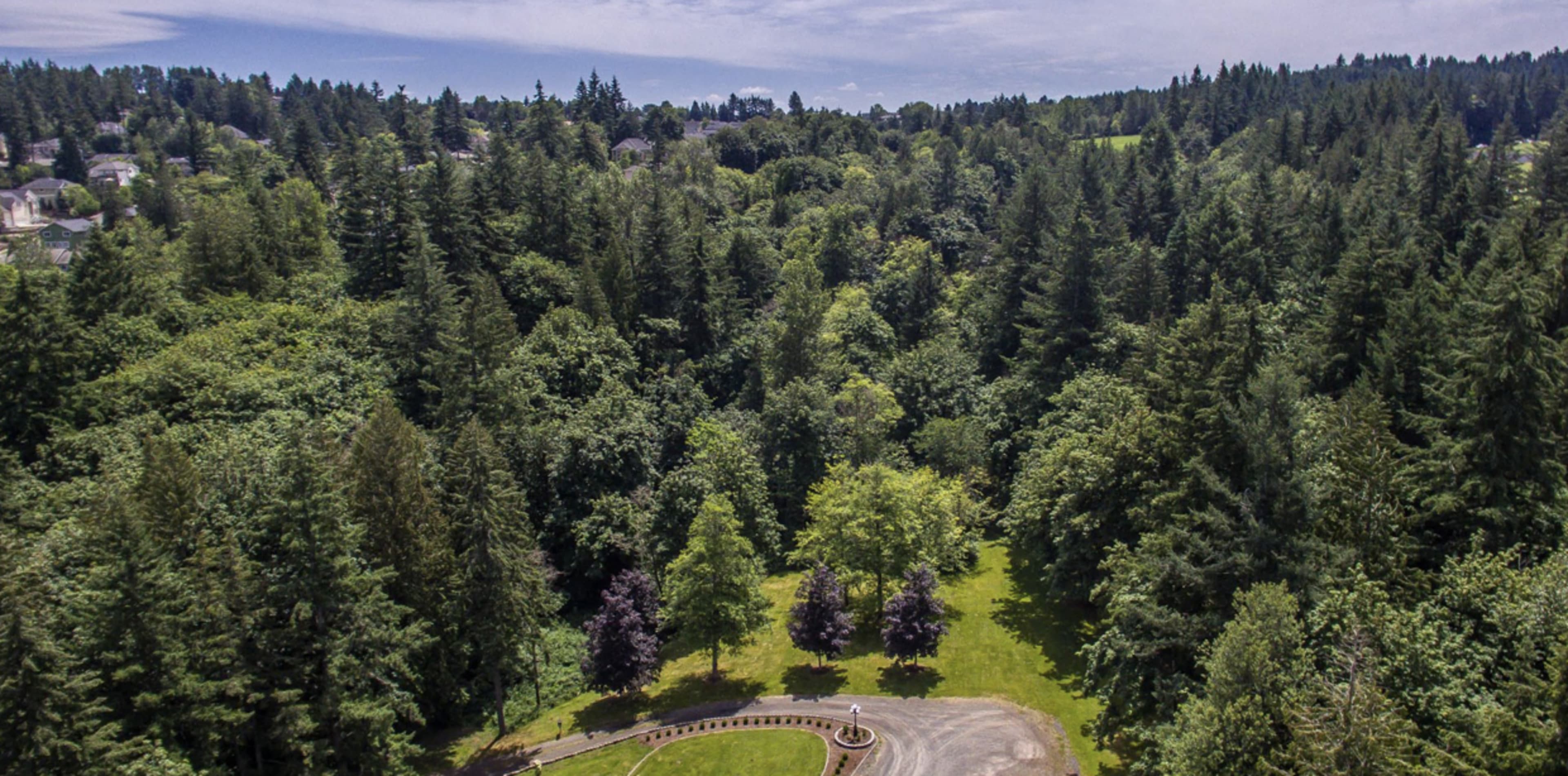 A panoramic view of a dense forest with various greenery and a winding road at its base.