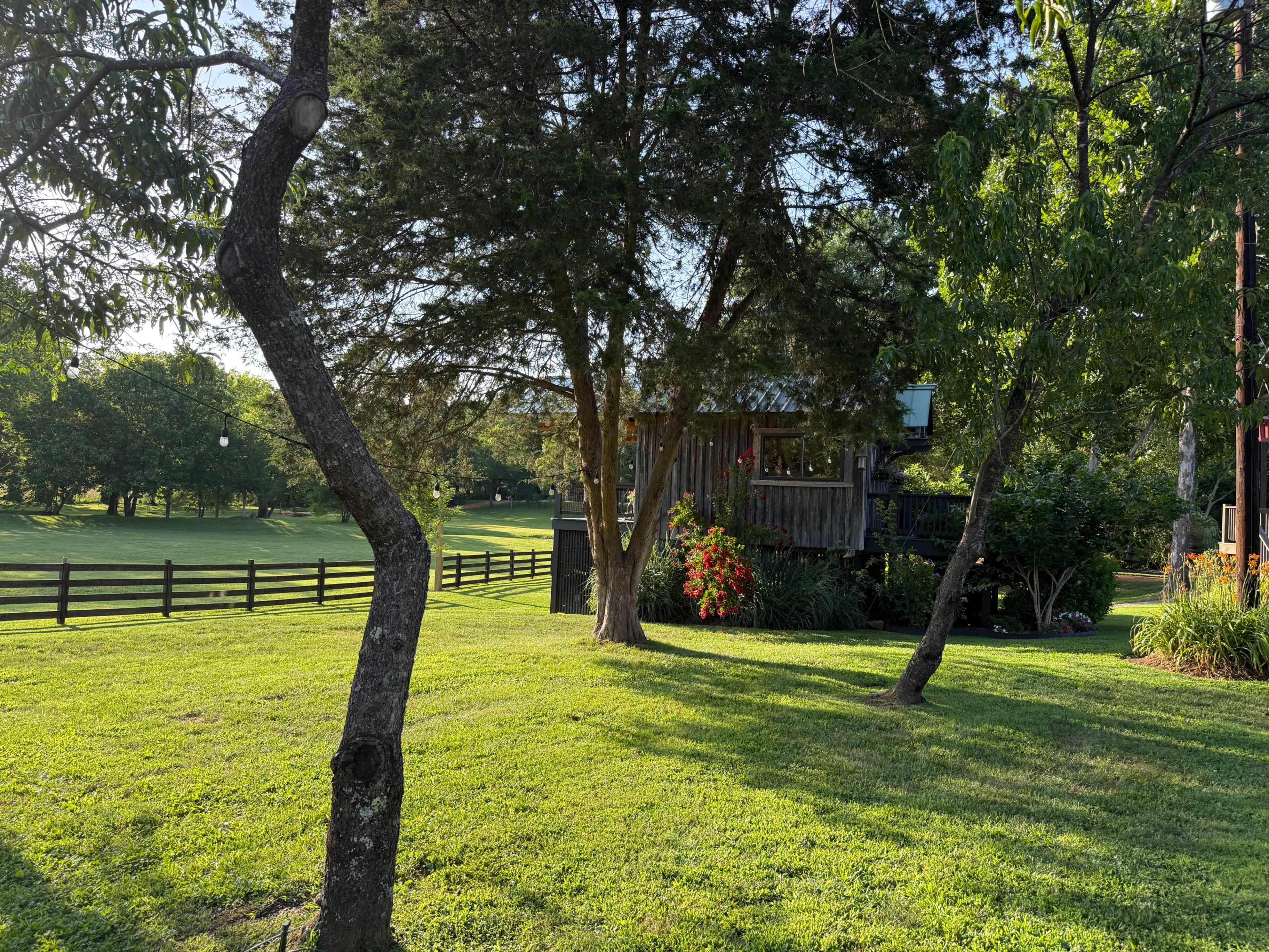 A wooden structure is partially visible among trees and foliage in a grassy field with a wooden fence in the background.