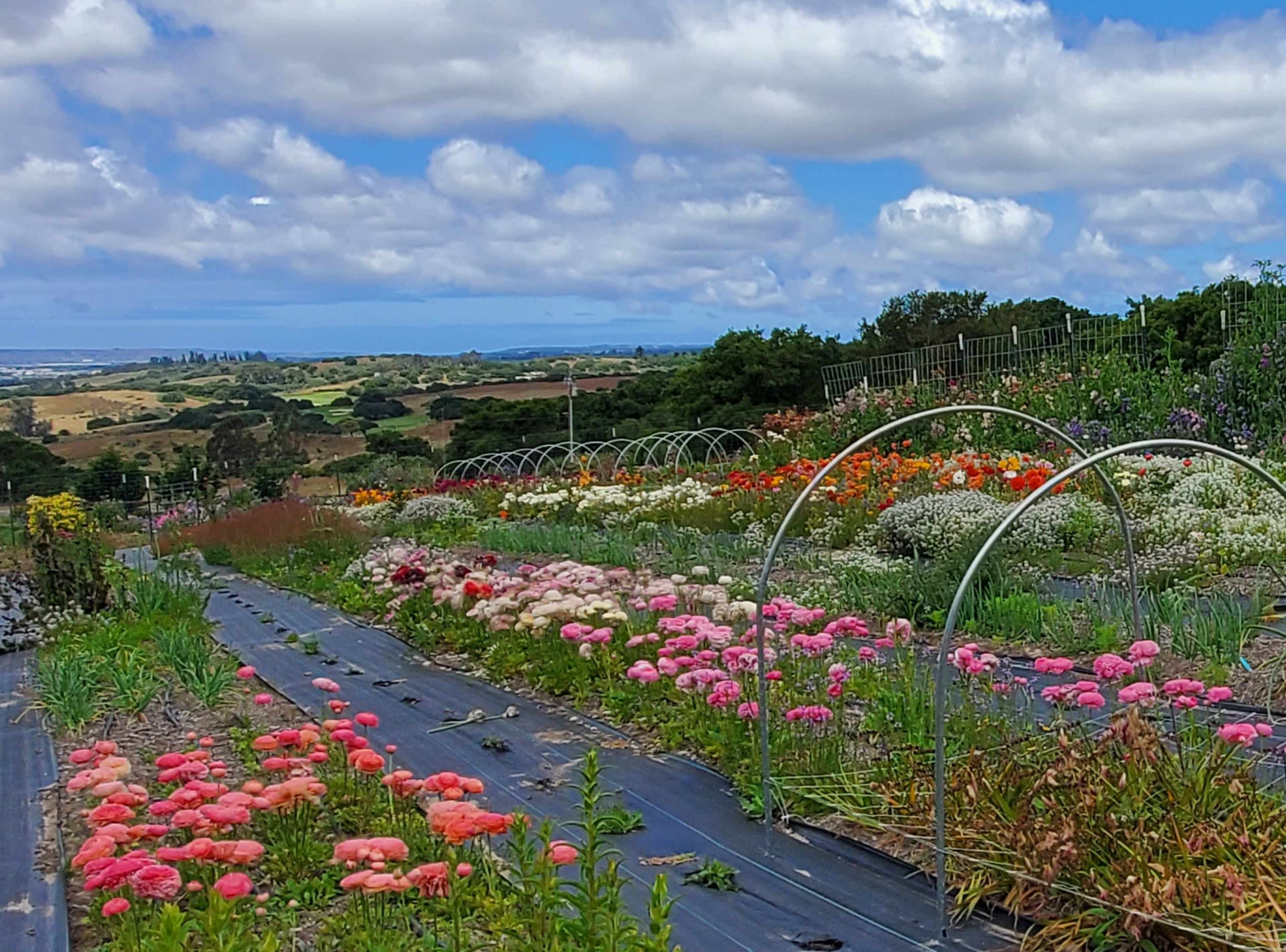 A colorful flower garden with rows of blooming plants stretches across a hillside, leading to a distant view of rolling fields and a cloudy sky.