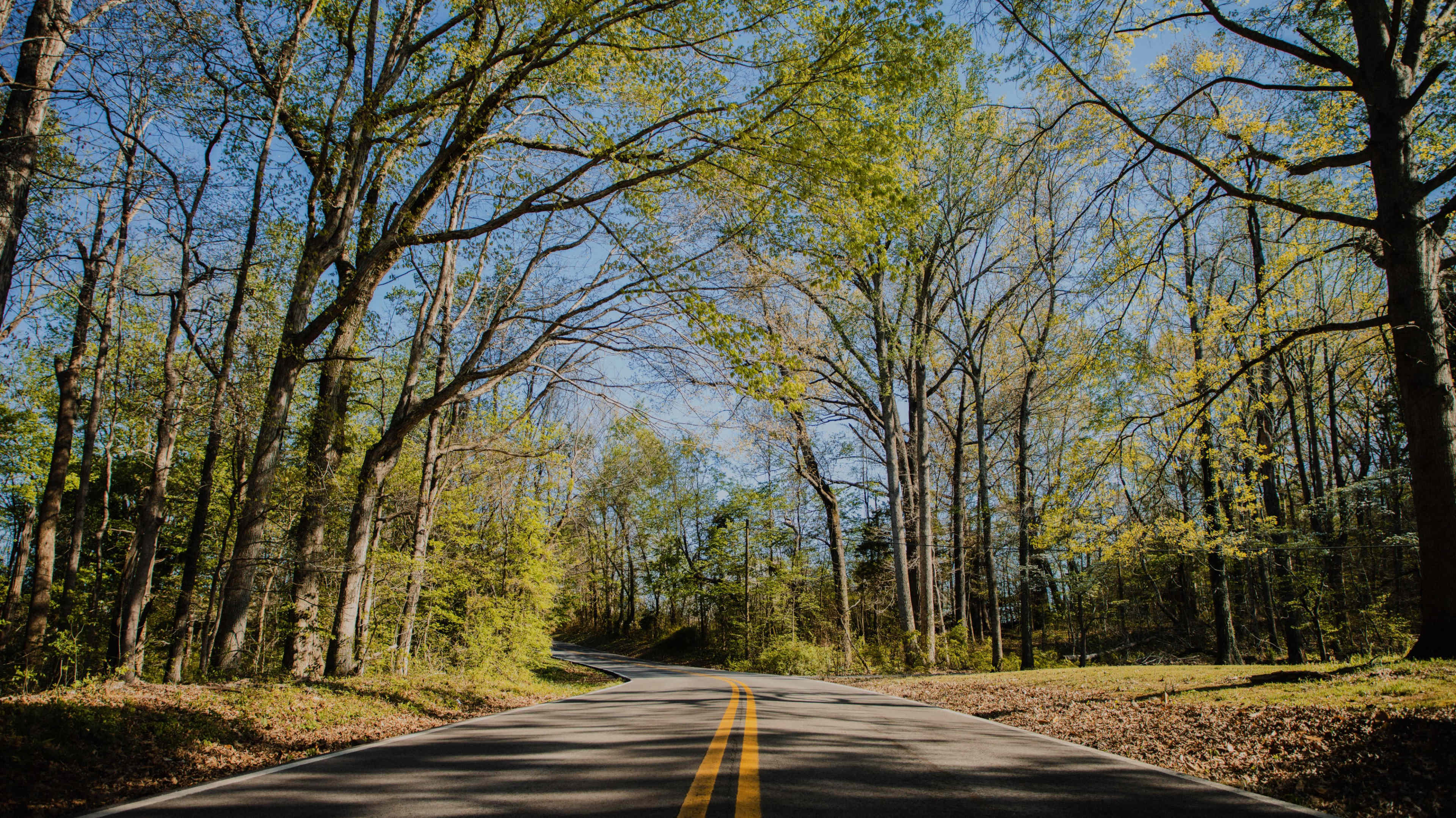 A winding road is surrounded by tall trees with green leaves under a clear blue sky.