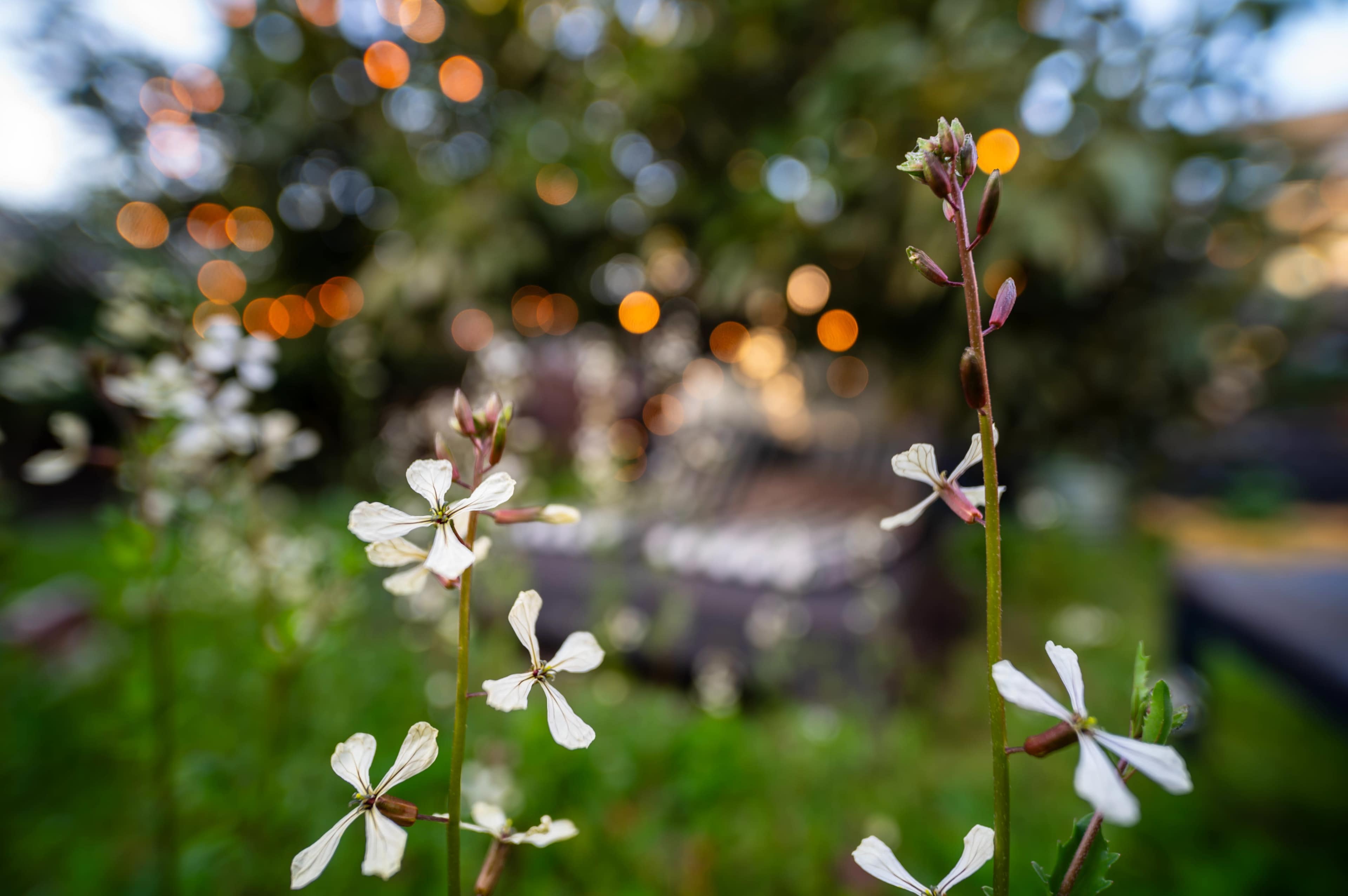 White flowers in a garden with blurred lights and furniture in the background.