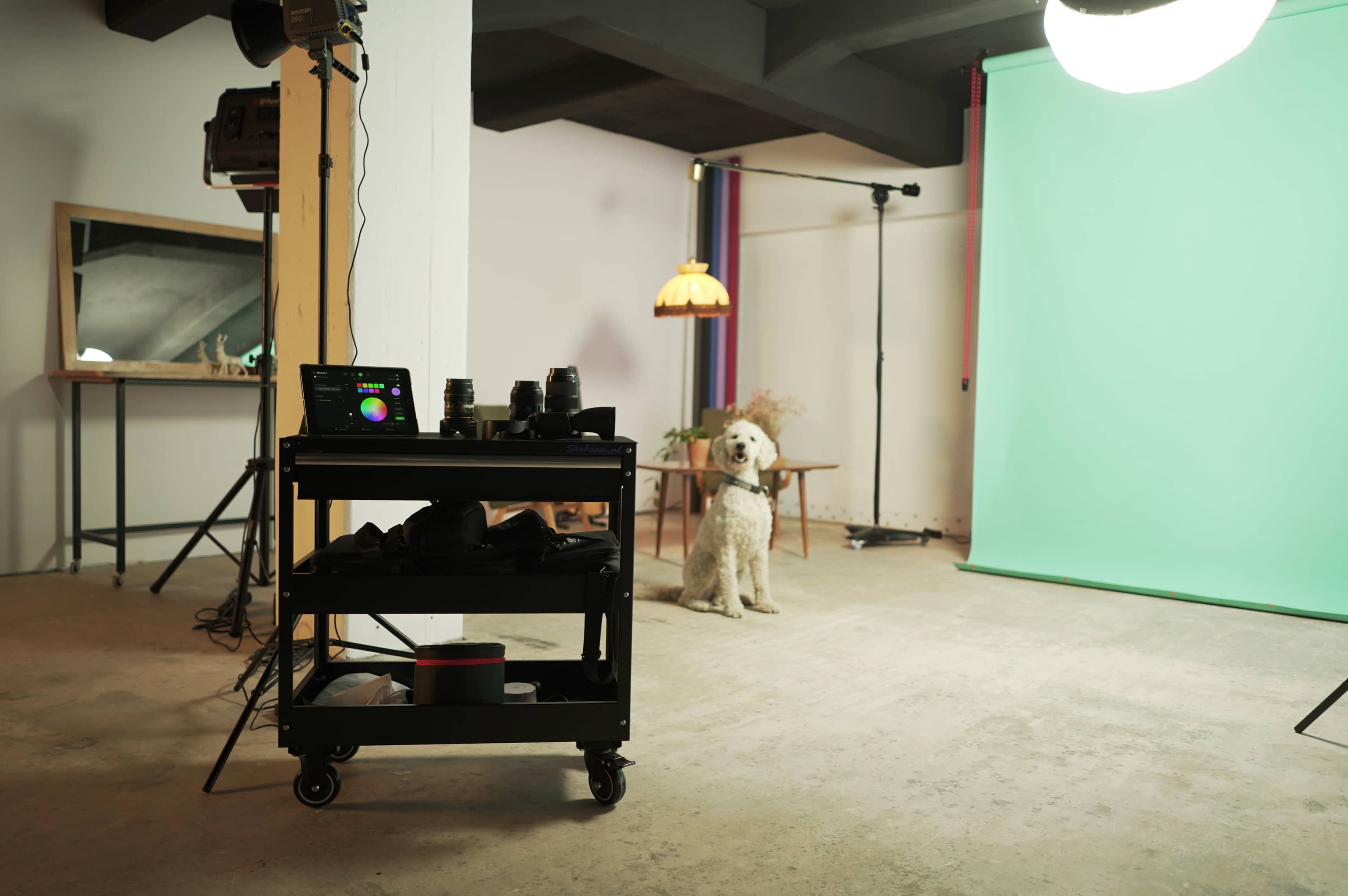 A dog sits on a concrete floor in a photography studio with a green backdrop, equipment on a cart, and a lamp in the background.