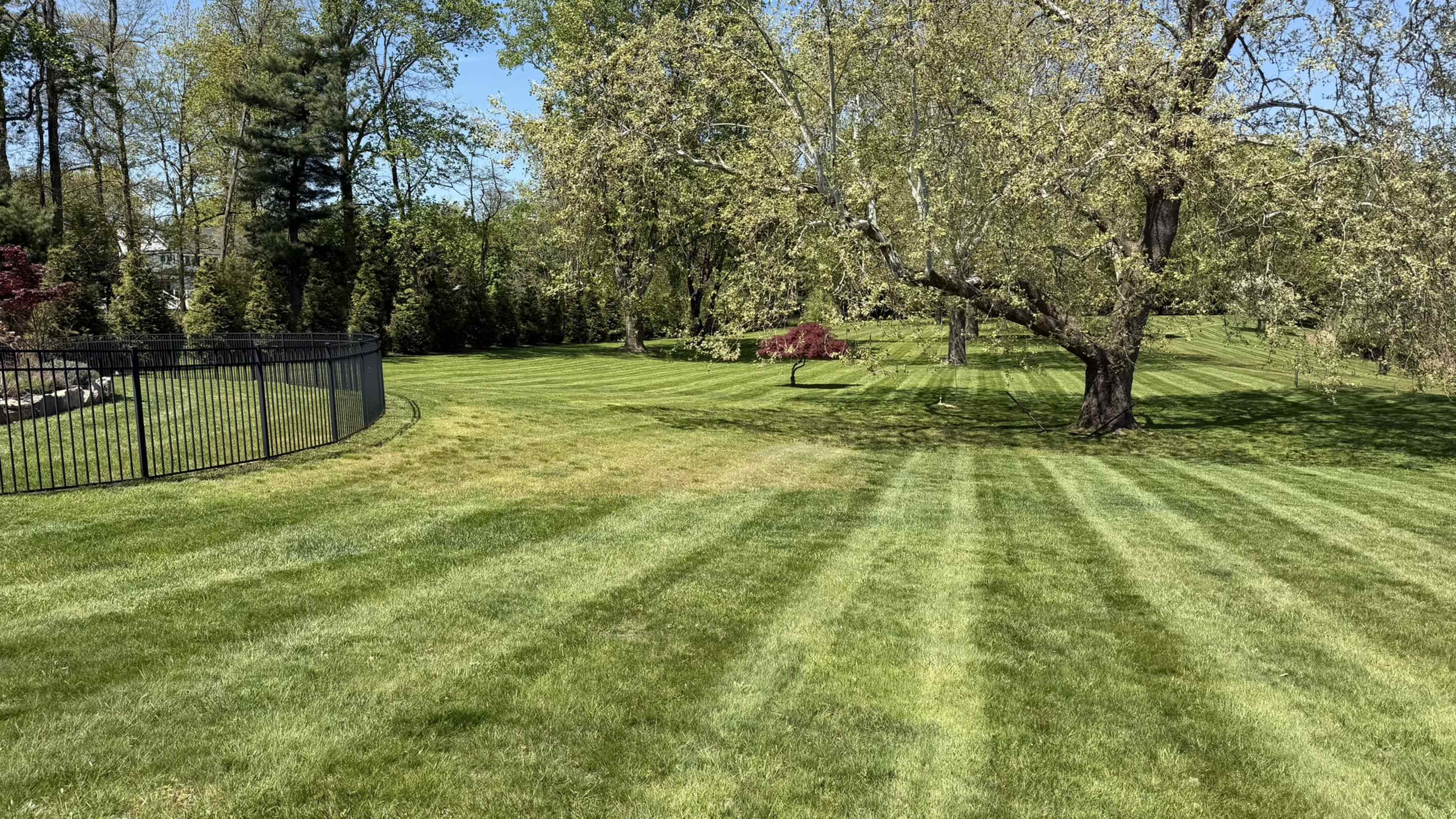 The image shows a well-maintained lawn with neatly mowed grass stripes and a large tree in a landscaped yard.