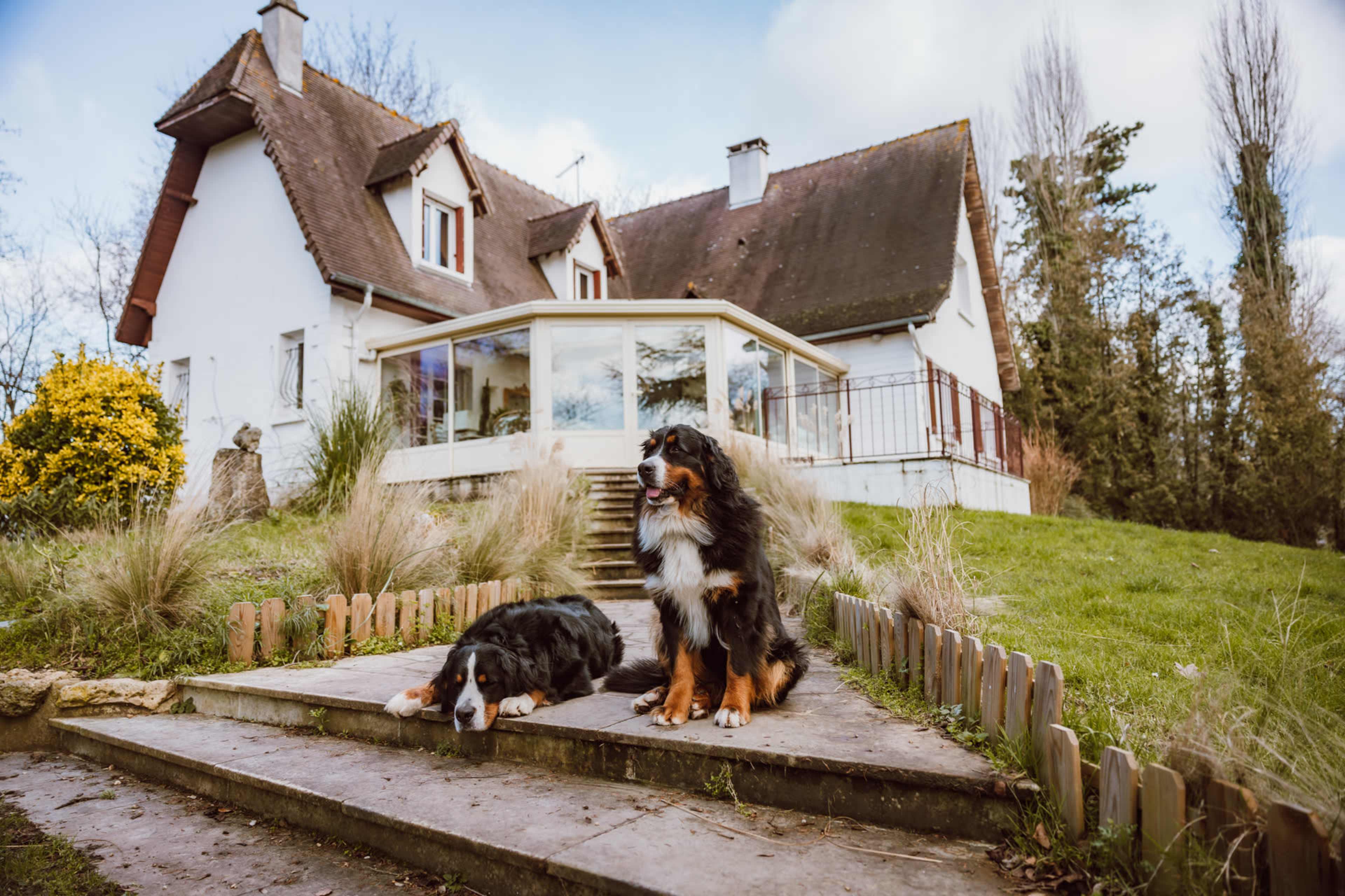 Two Bernese Mountain Dogs are resting on the steps in front of a two-story house with a glass extension and a green lawn.