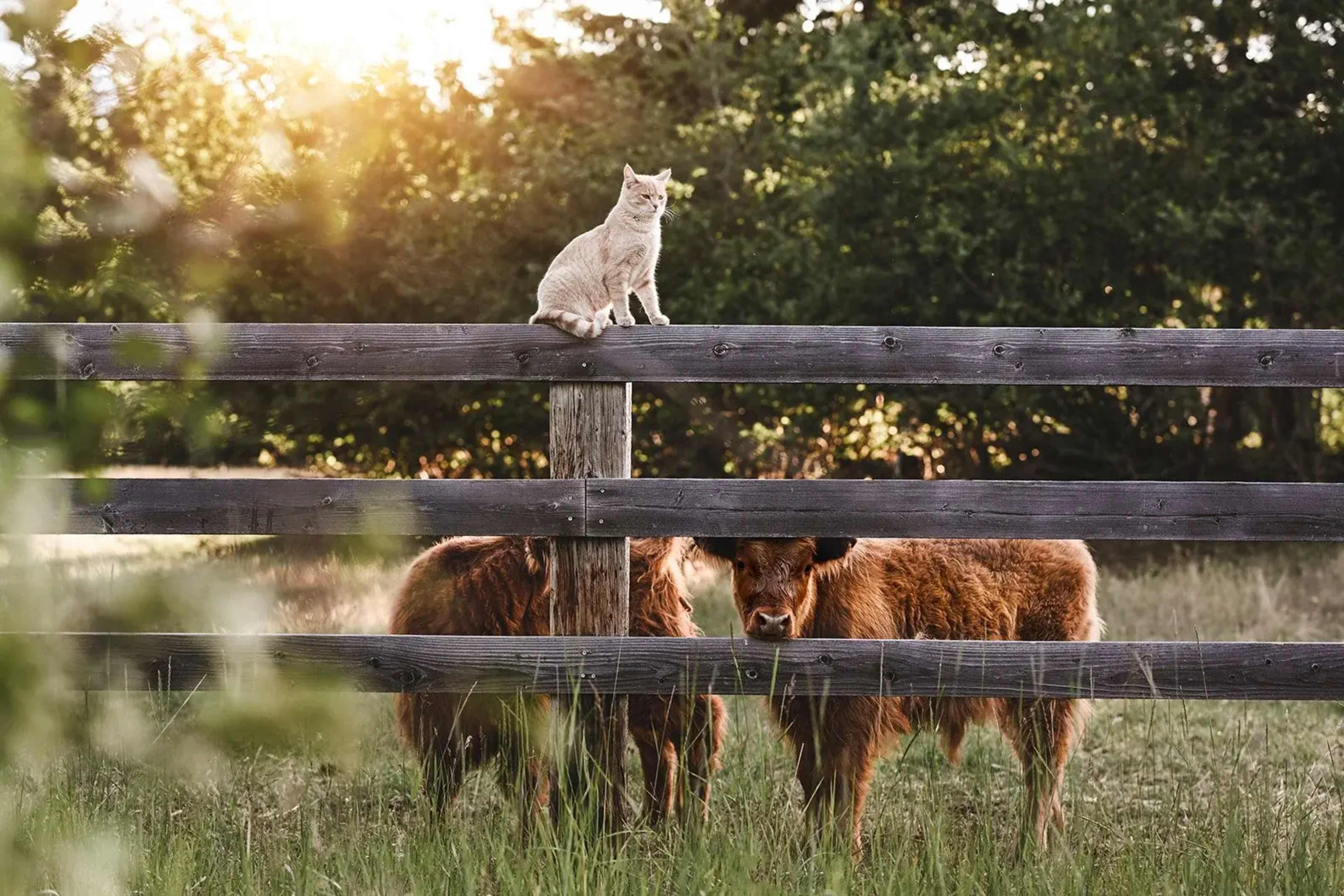 A light-colored cat sits on a wooden fence while two brown Highland cattle stand in a grassy field.