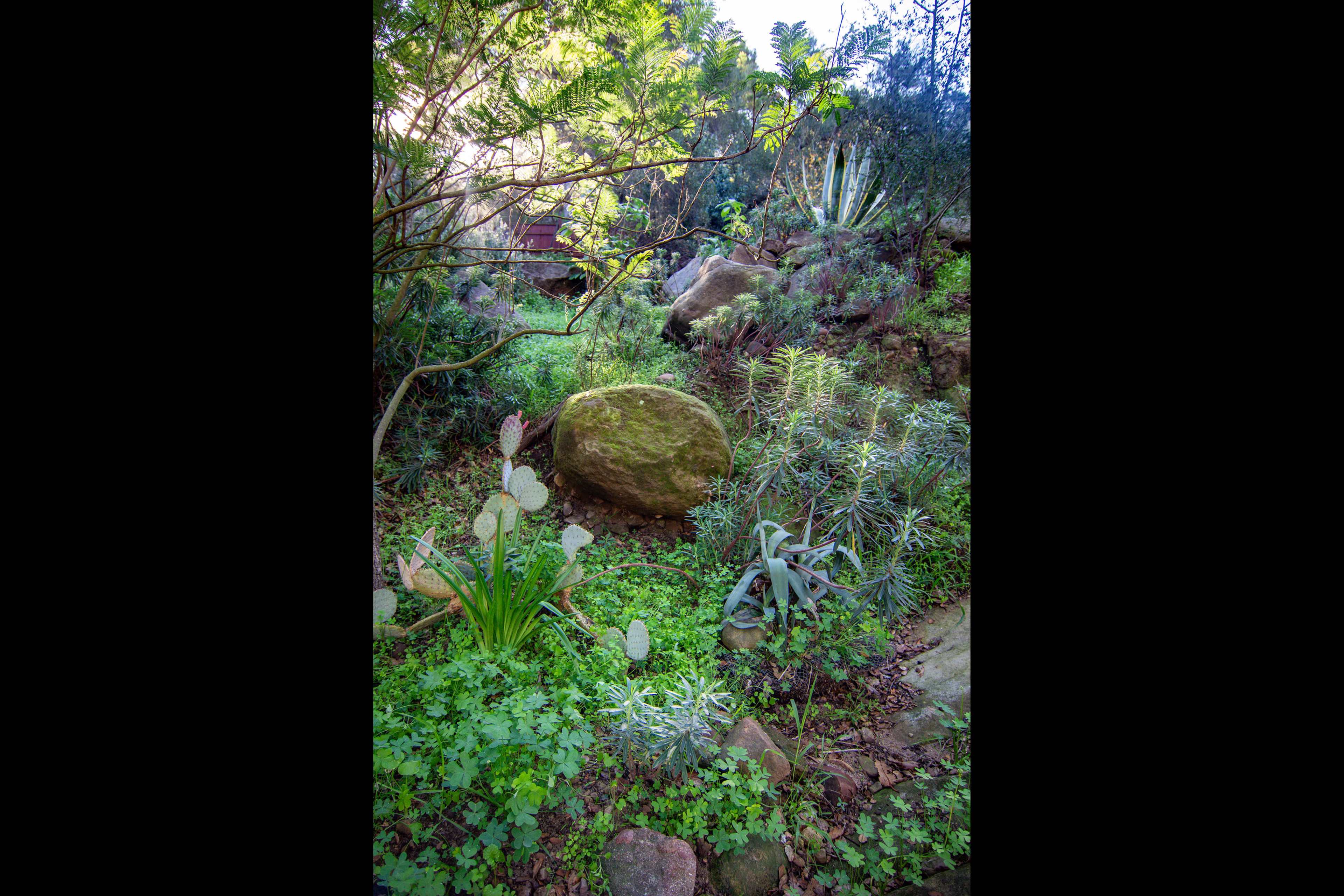 A large boulder is situated among various plants and greenery in a lush garden setting.