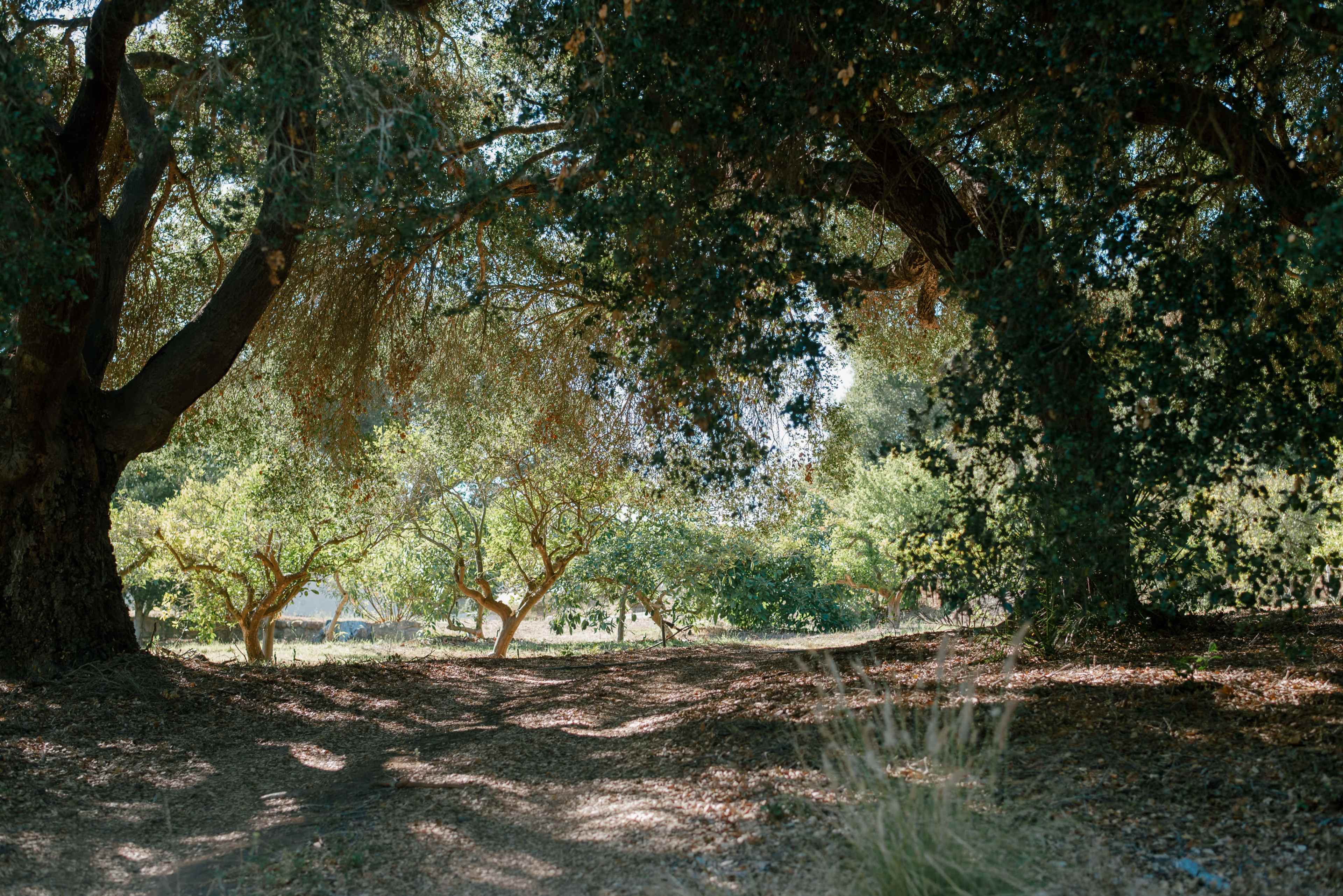 The image shows a wooded area with several trees and a dirt path running between them.