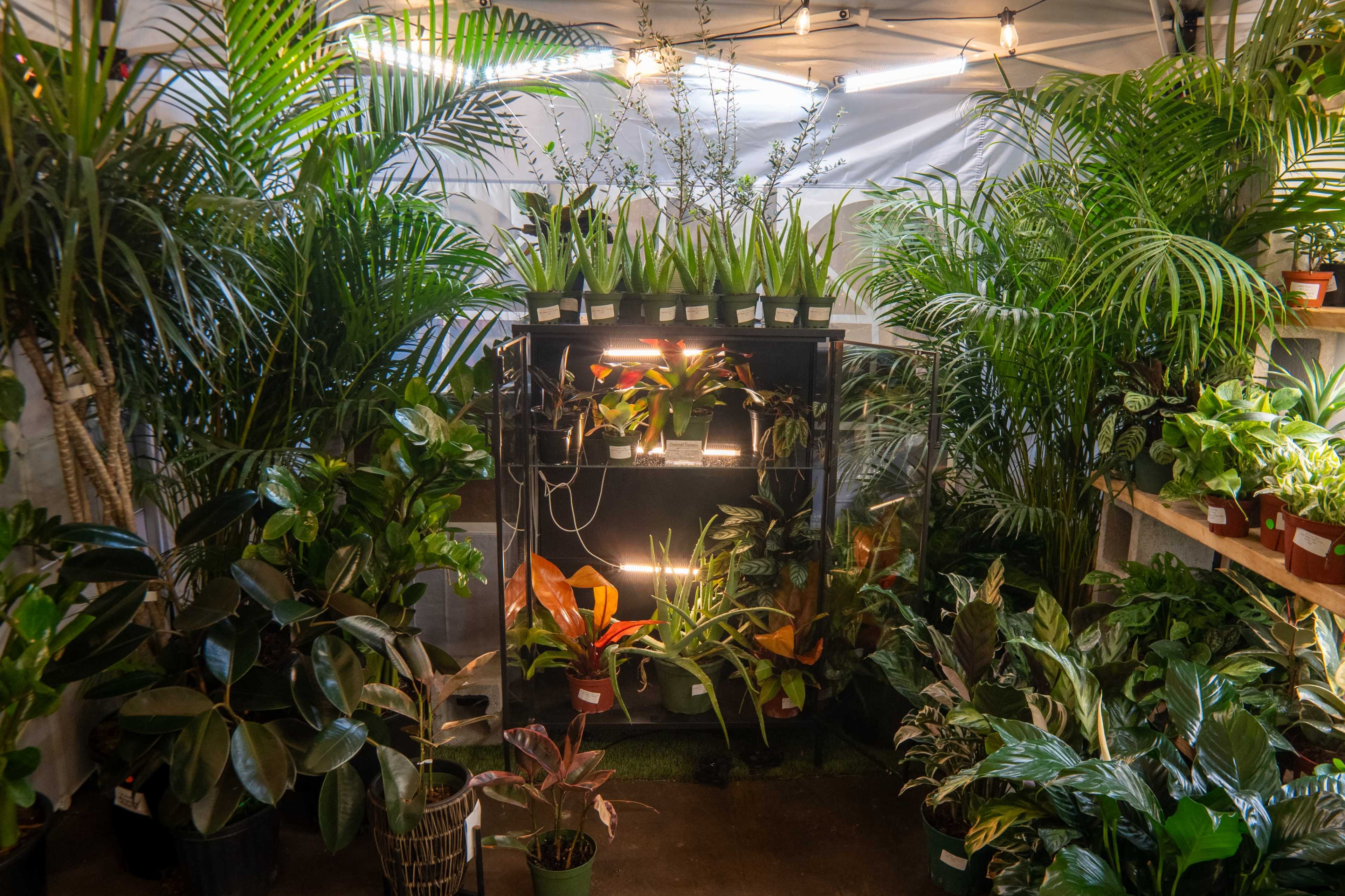 The image shows a densely arranged indoor garden corner with various potted plants and a display shelf featuring additional plants under bright lights.