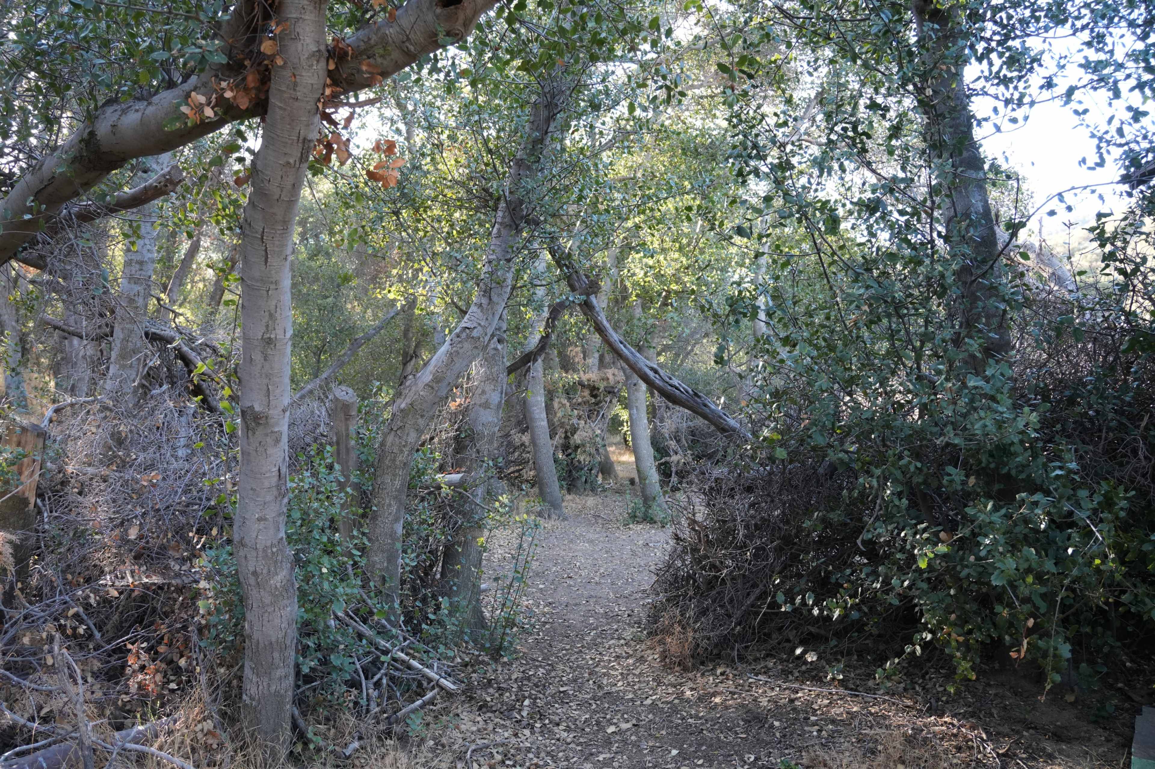 A narrow dirt path winds through a densely wooded area with trees and underbrush on either side.