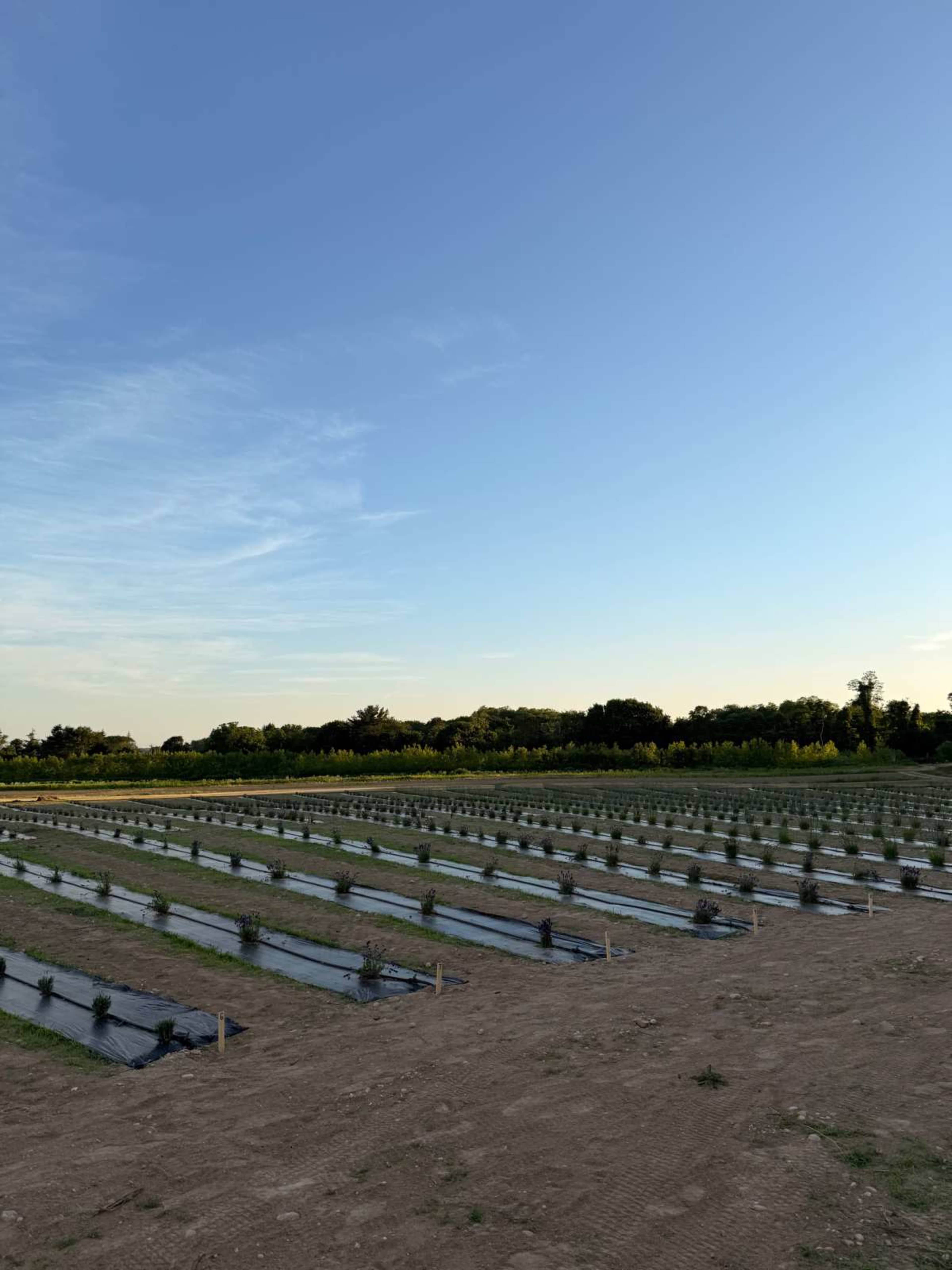 The image shows a large agricultural field with neatly arranged rows of crops under a clear blue sky.