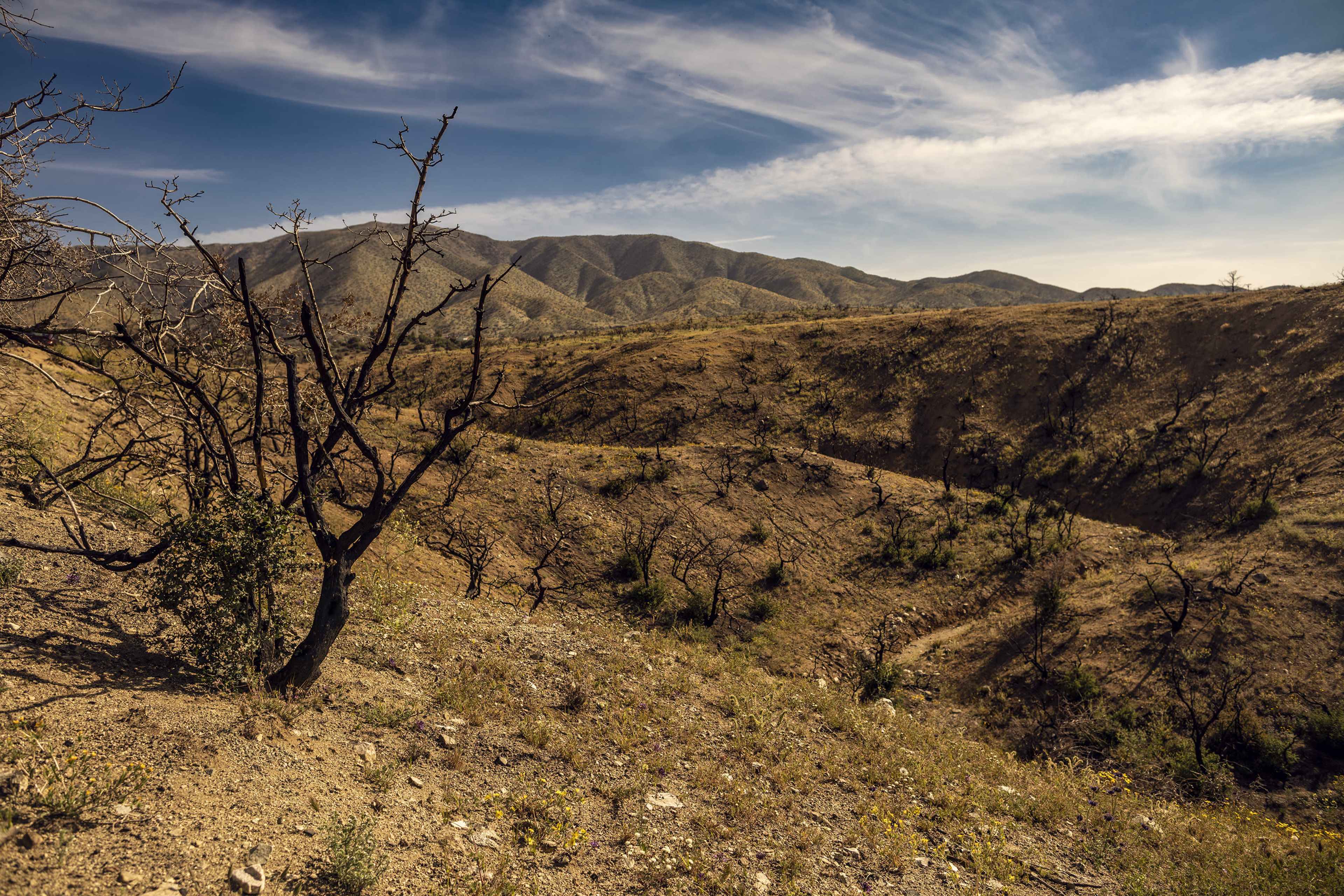 A dry, barren landscape features burnt trees and rolling hills under a blue sky with wispy clouds.