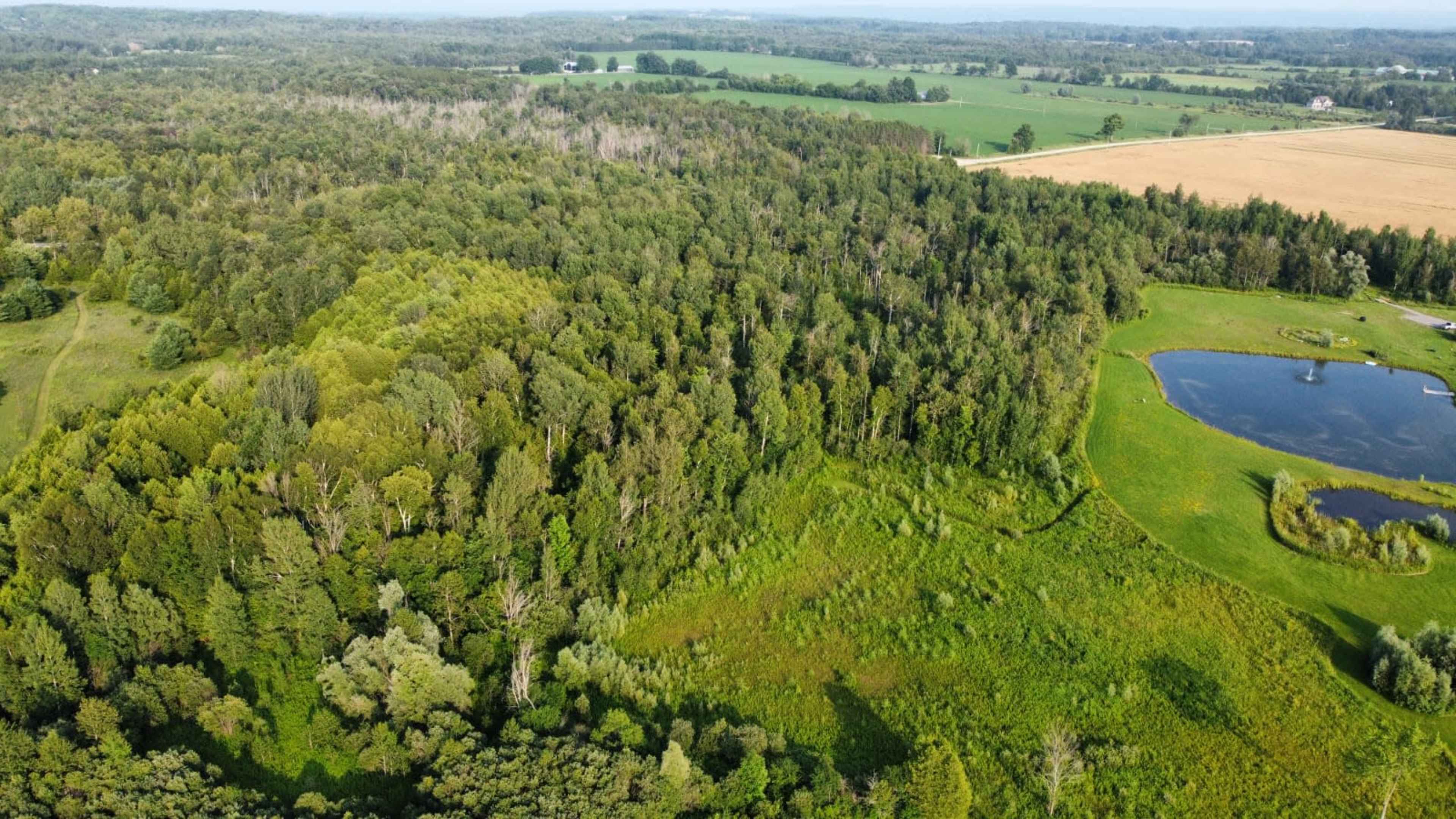 A lush green landscape with a dense forest on the left, a meadow in the center, and a pond near the right edge, bordered by agricultural fields in the background.