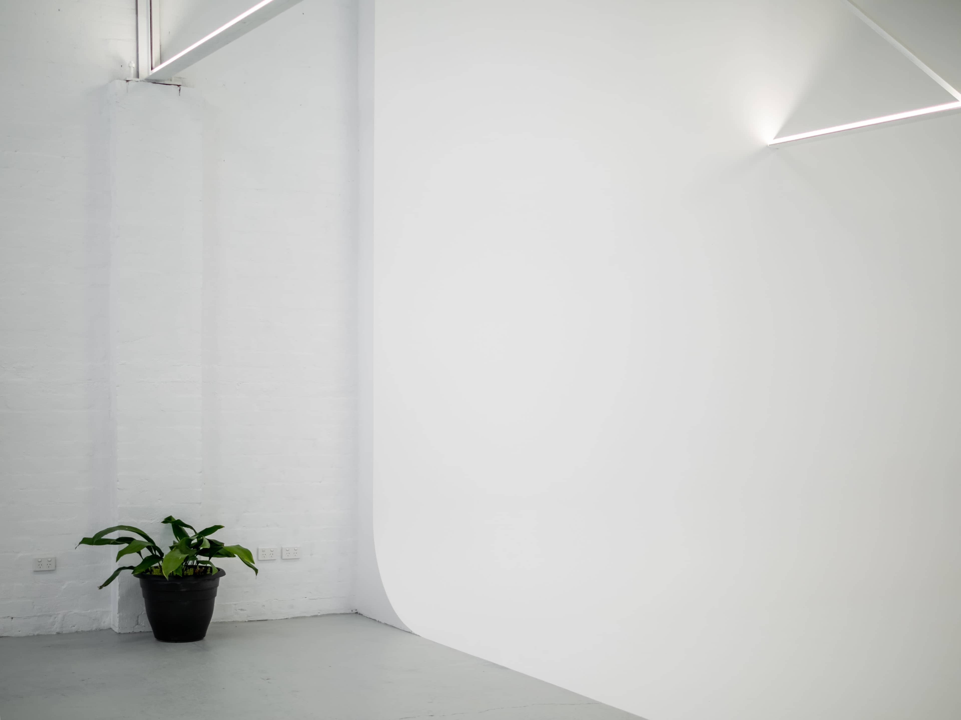 A potted plant sits in the corner of a minimalist, bright white room with curved walls and modern lighting.