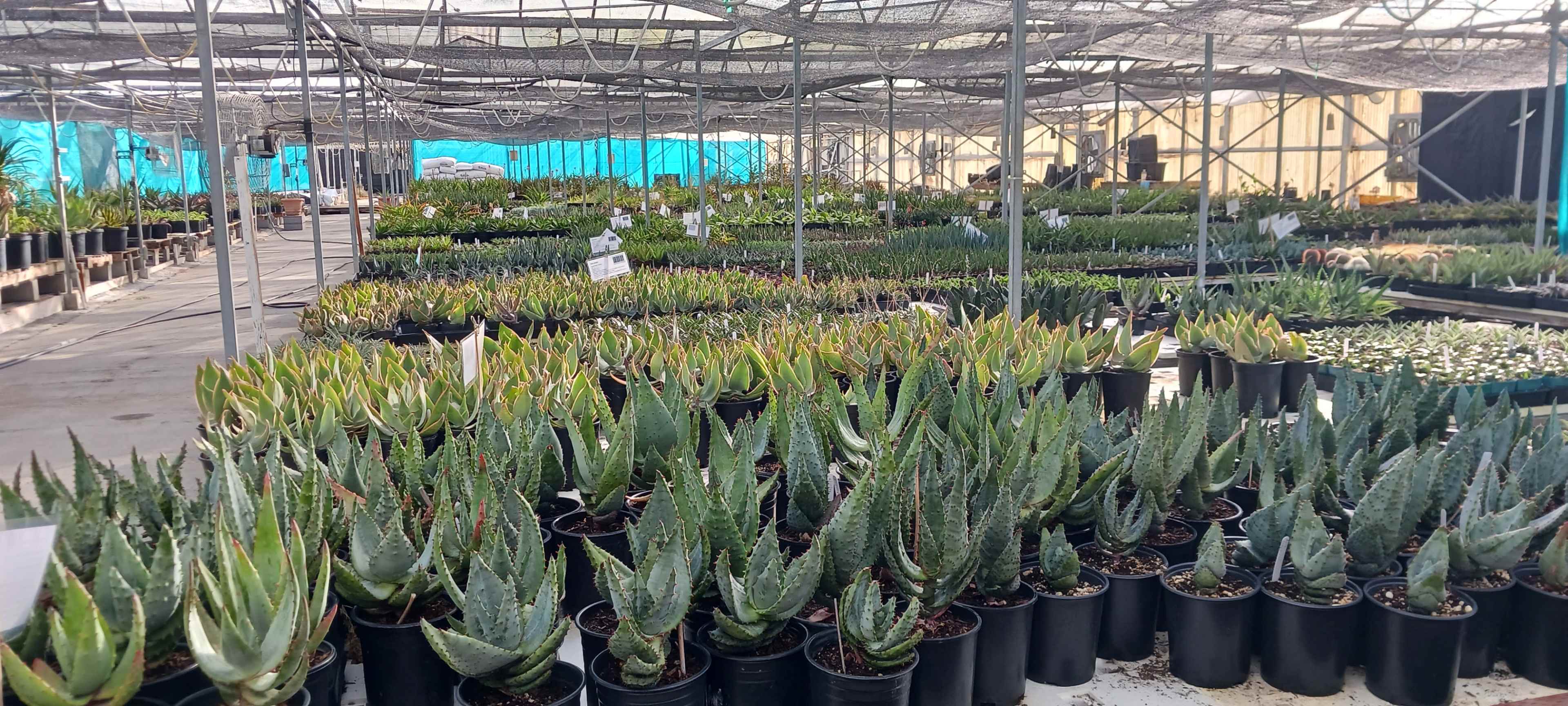 Hwy 1 Greenhouse with thousands of plants Image in Half Moon Bay, HalfMoon Bay, CA