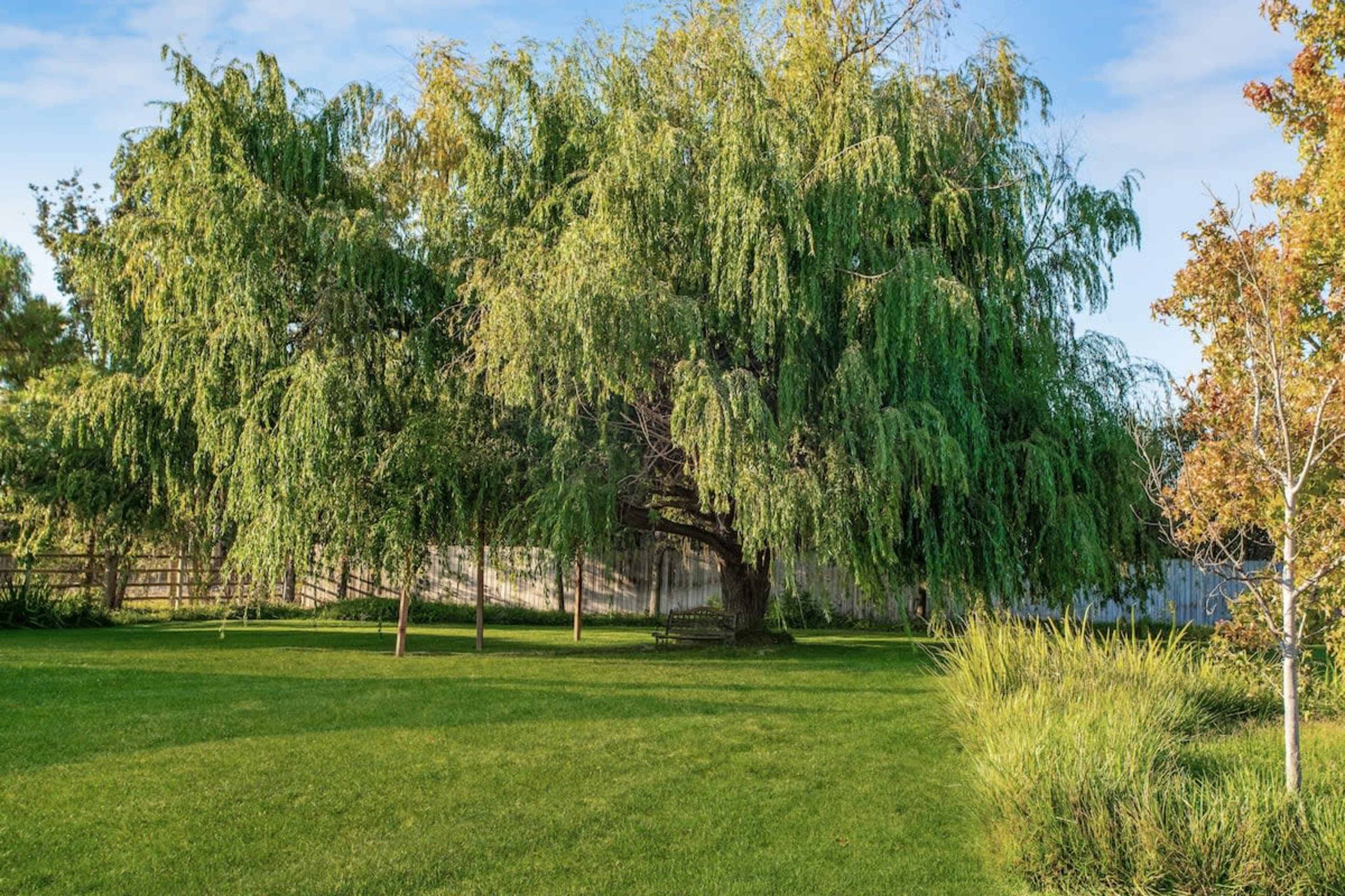 A large willow tree stands in a grassy yard, surrounded by smaller trees and shrubs.