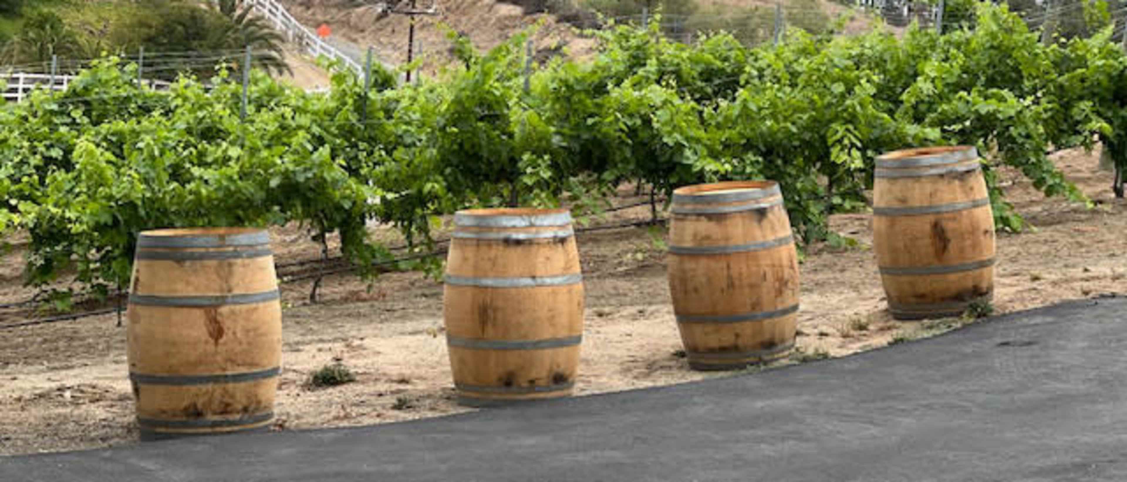 Four wooden barrels are lined up beside a vineyard with rows of grapevines in the background.