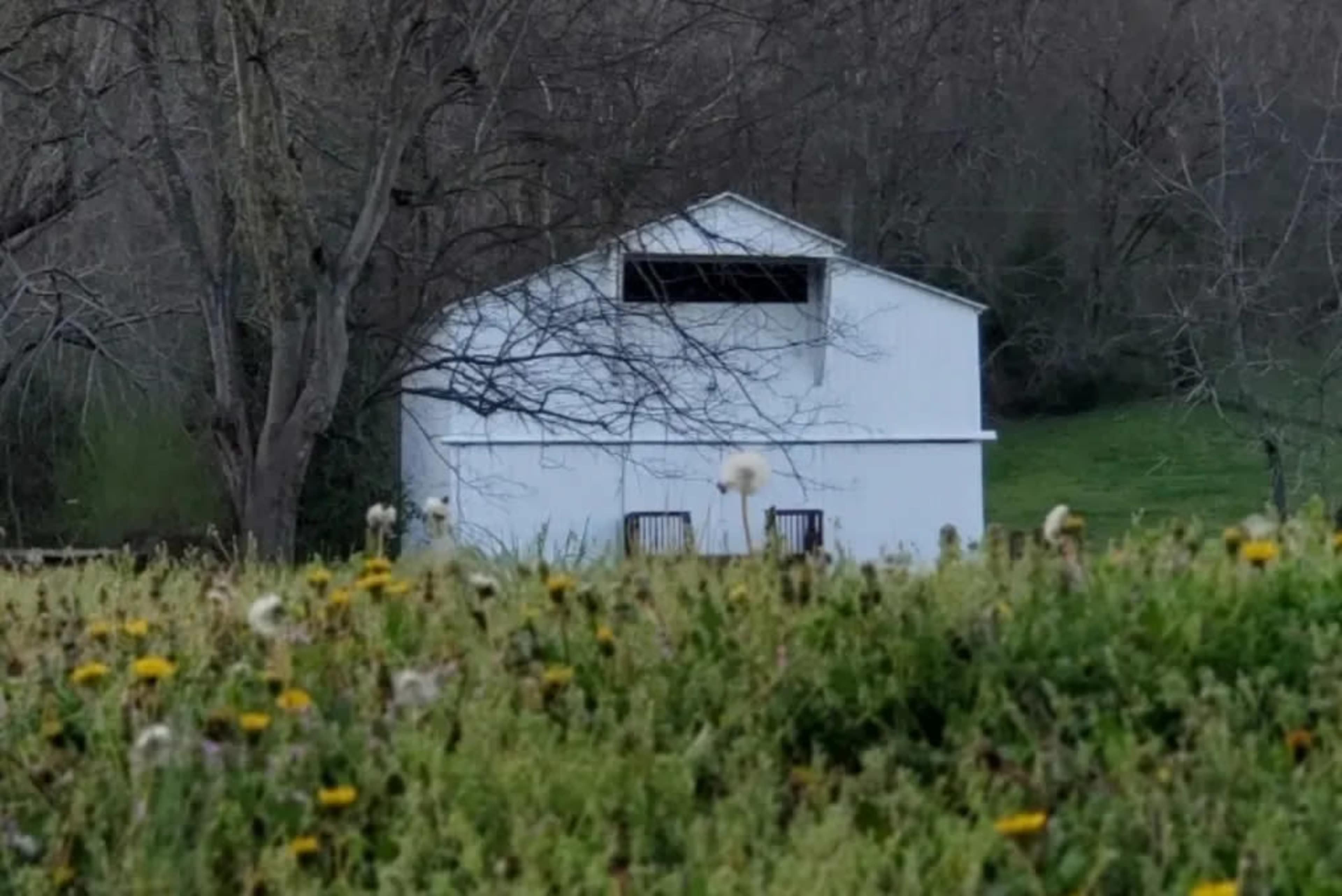 A white barn is situated in a grassy area with dandelions in the foreground and bare trees in the background.