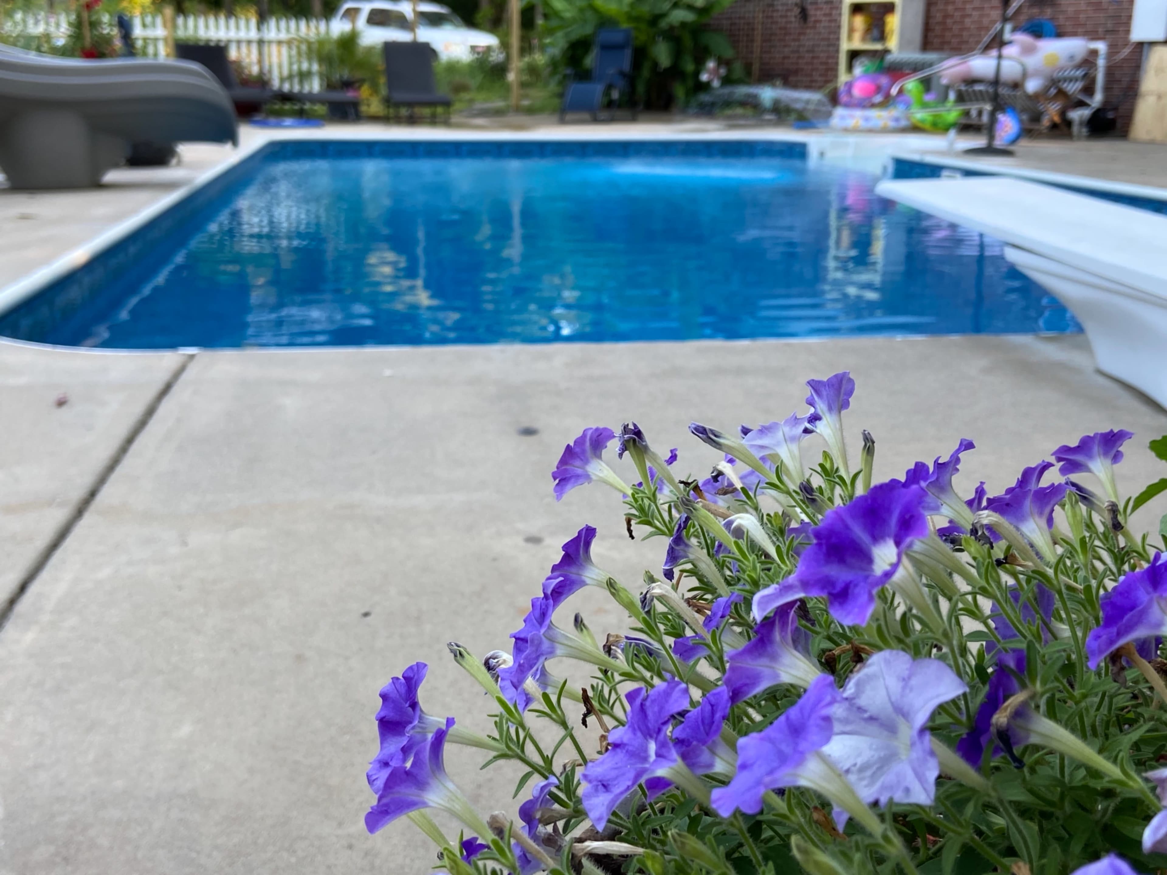 A cluster of purple flowers grows near the edge of a clear swimming pool surrounded by a concrete patio.