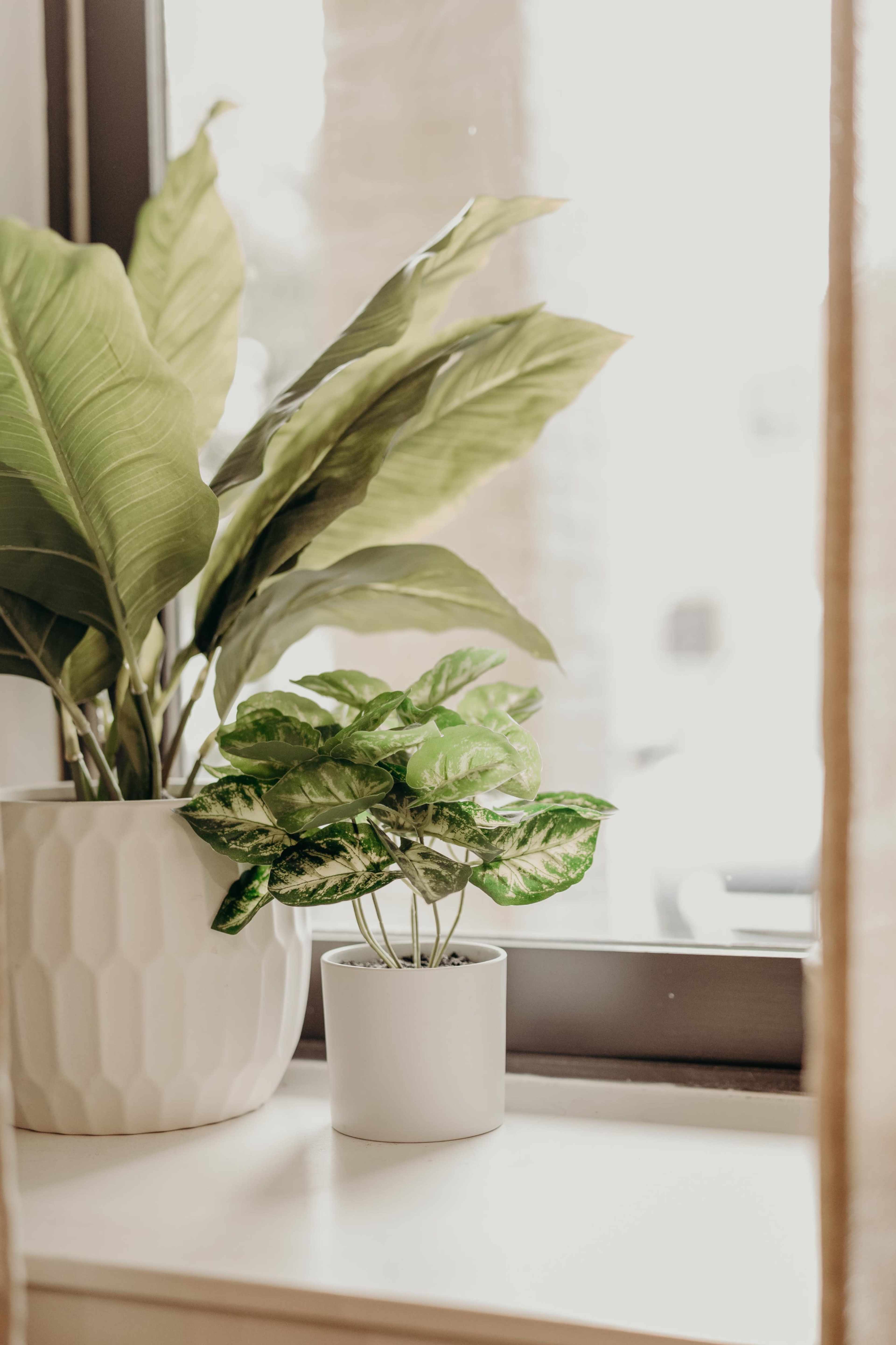 A large green plant in a textured white pot stands next to a smaller potted plant on a windowsill.