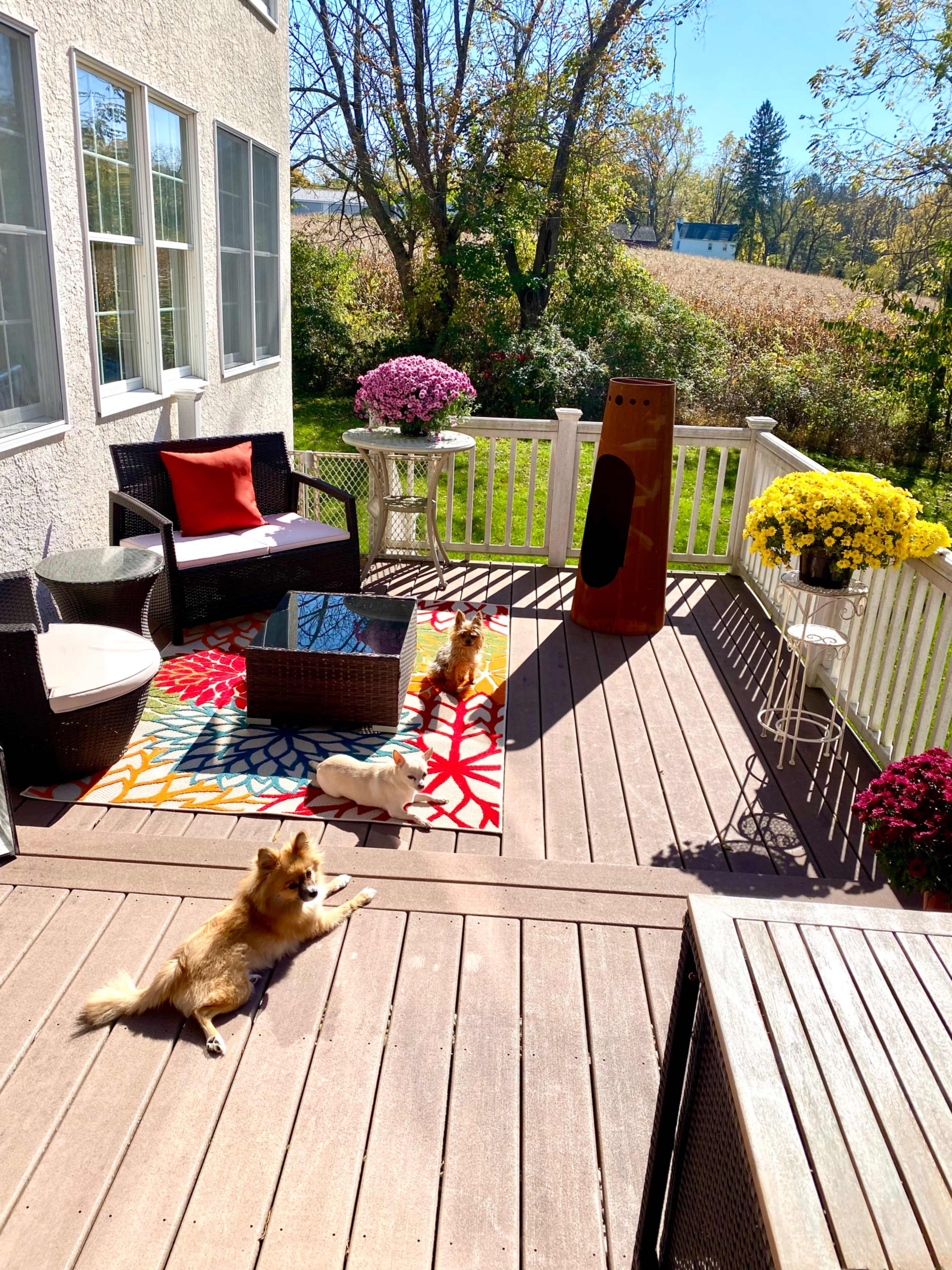 A spacious deck features colorful rugs, flowers, and three dogs lounging in the sun.