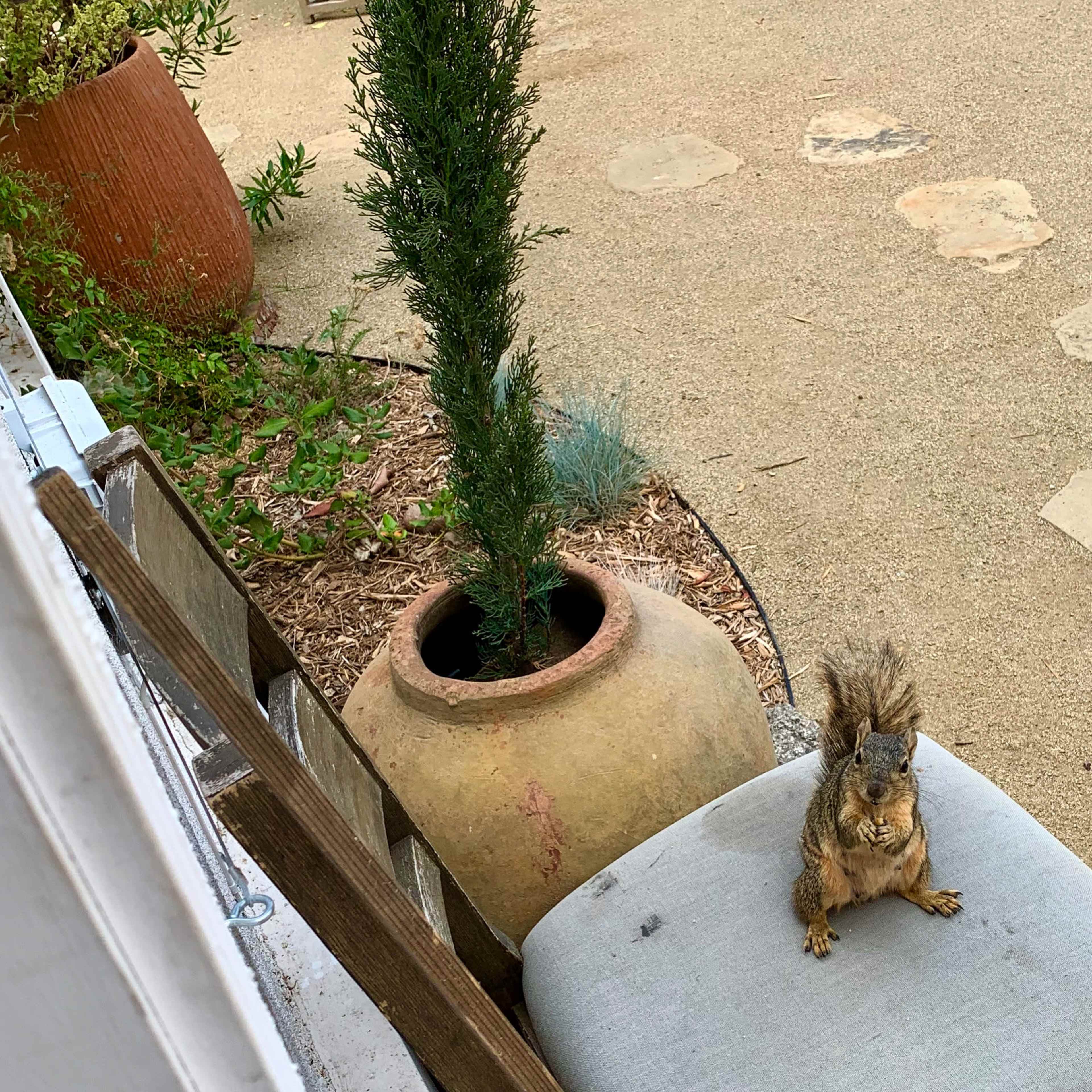 A squirrel sits on a cushioned bench near a large ceramic pot and a small tree in a garden setting.